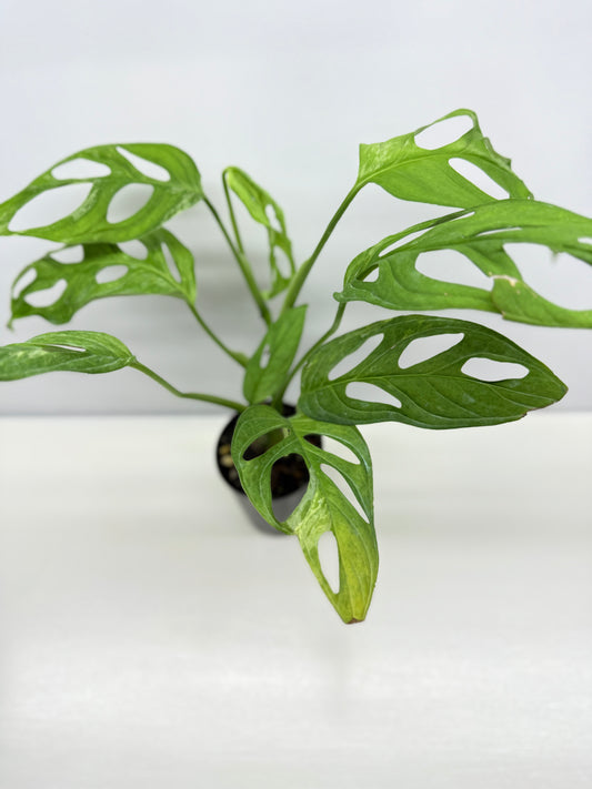 Monstera adansonii Indonesian Form Mint W8
