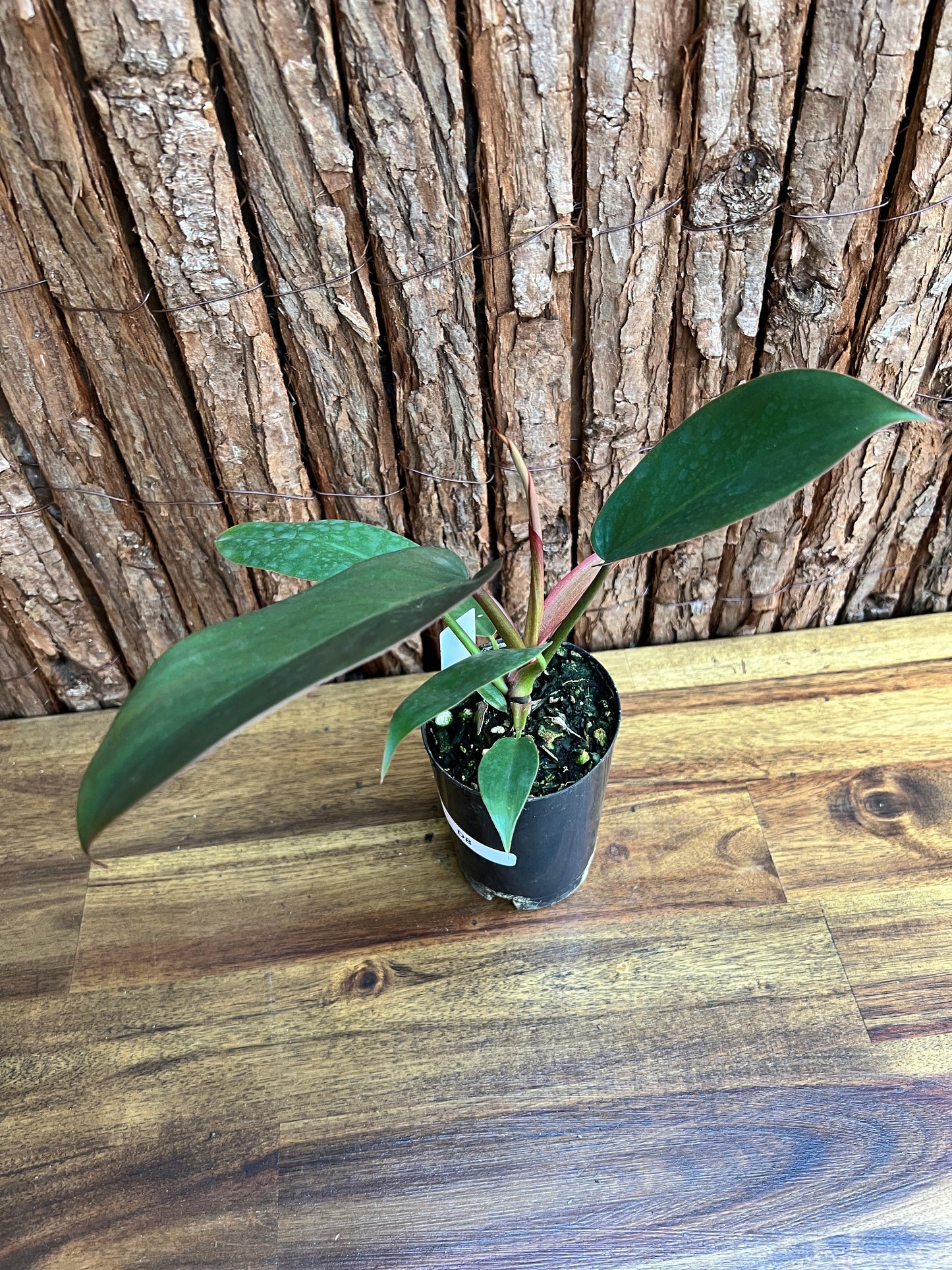 Philodendron Florida Bronze - New Release D8