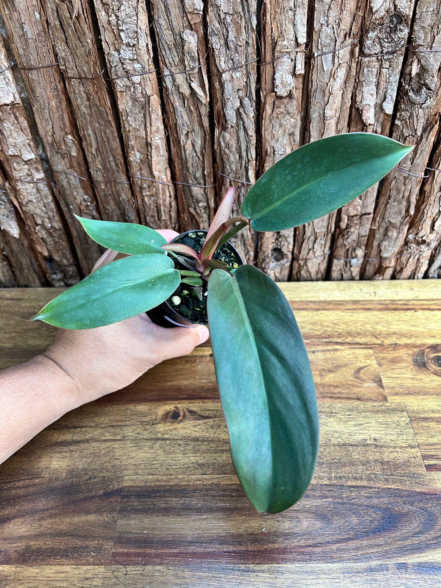 Philodendron Florida Bronze - New Release D8