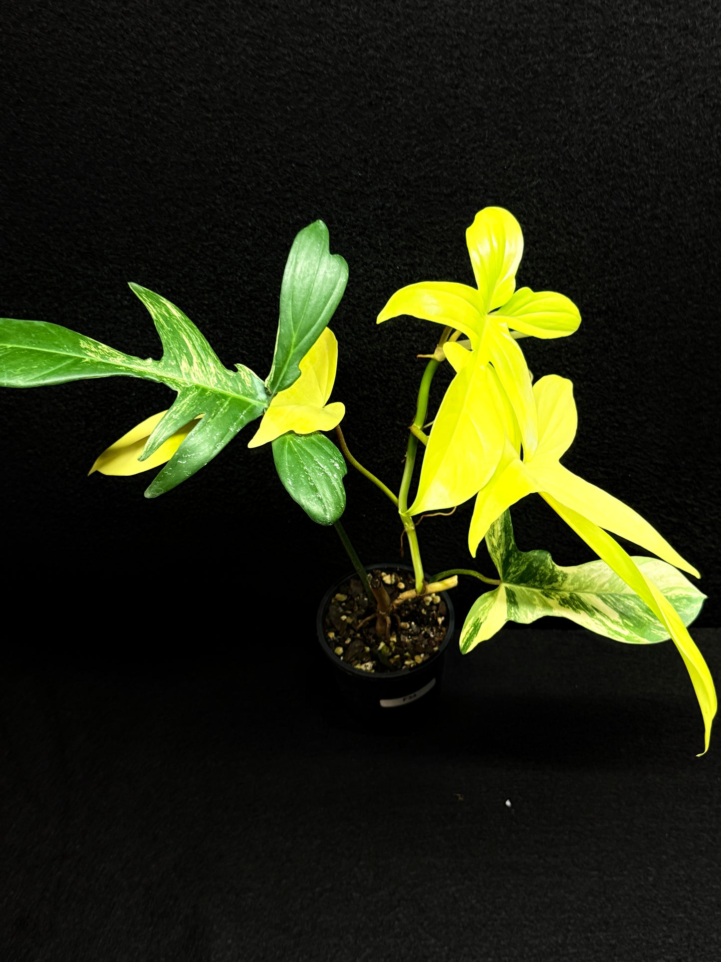 Philodendron 'Florida Beauty' F34