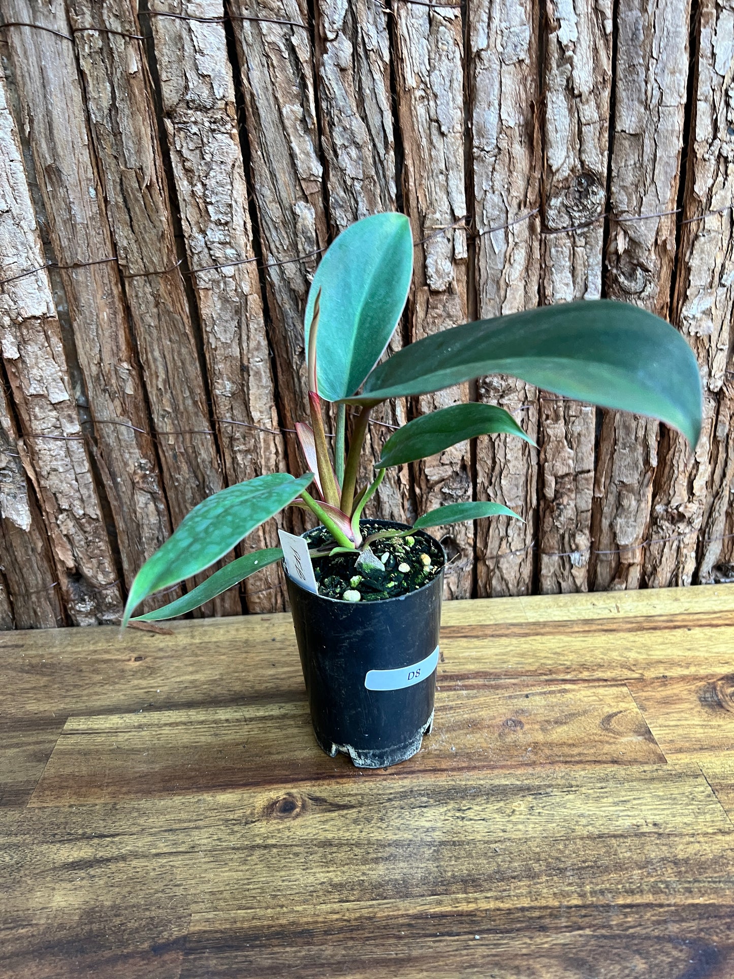 Philodendron Florida Bronze - New Release D8