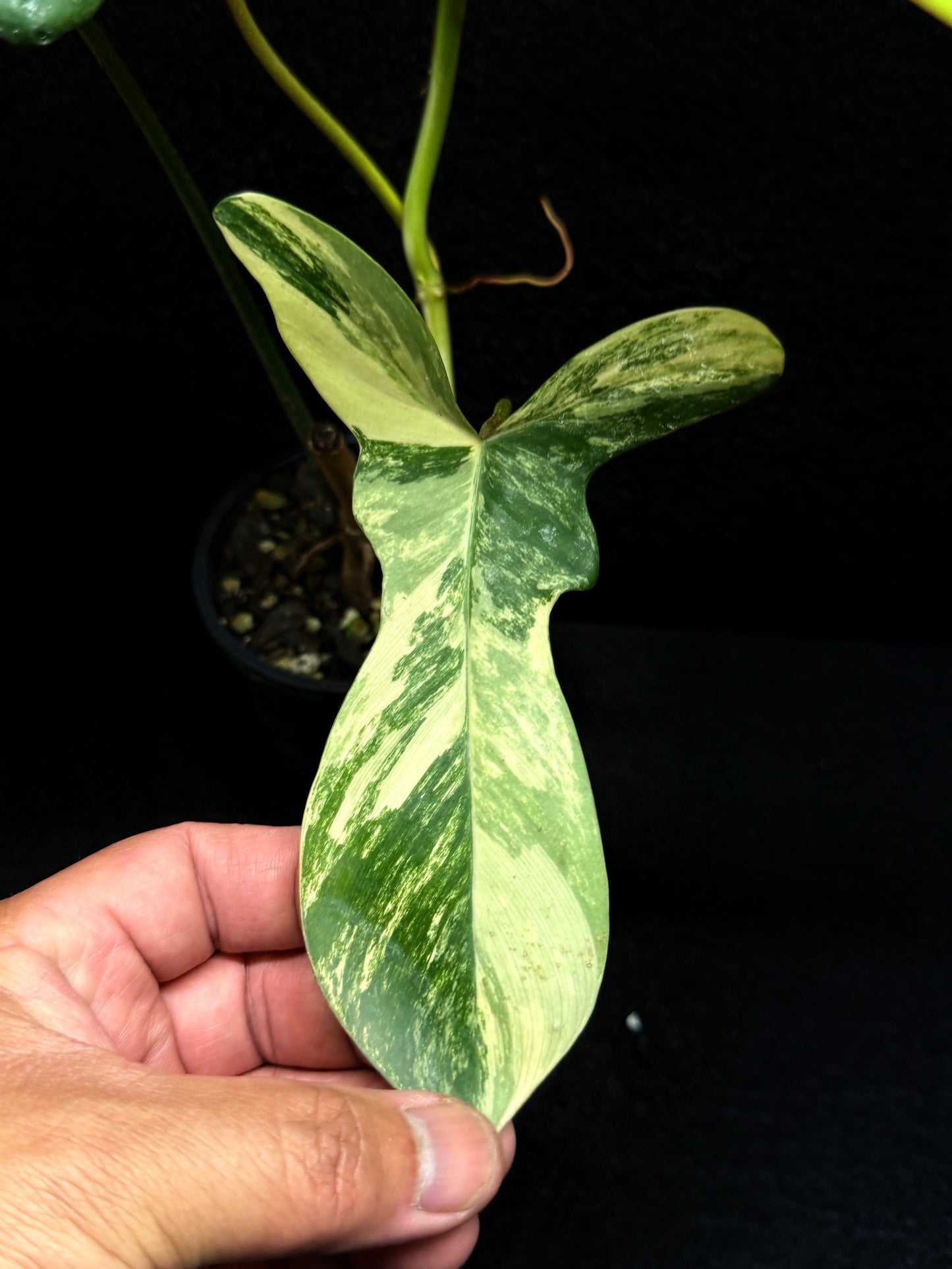 Philodendron 'Florida Beauty' F34