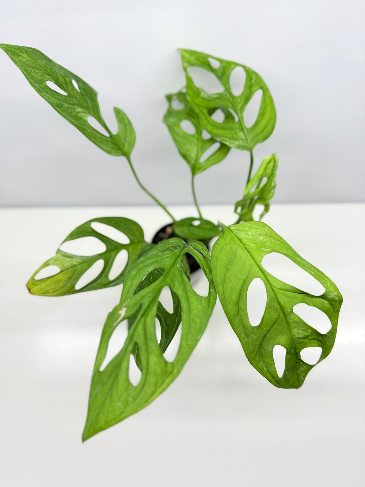 Monstera adansonii Indonesian Form Mint W8