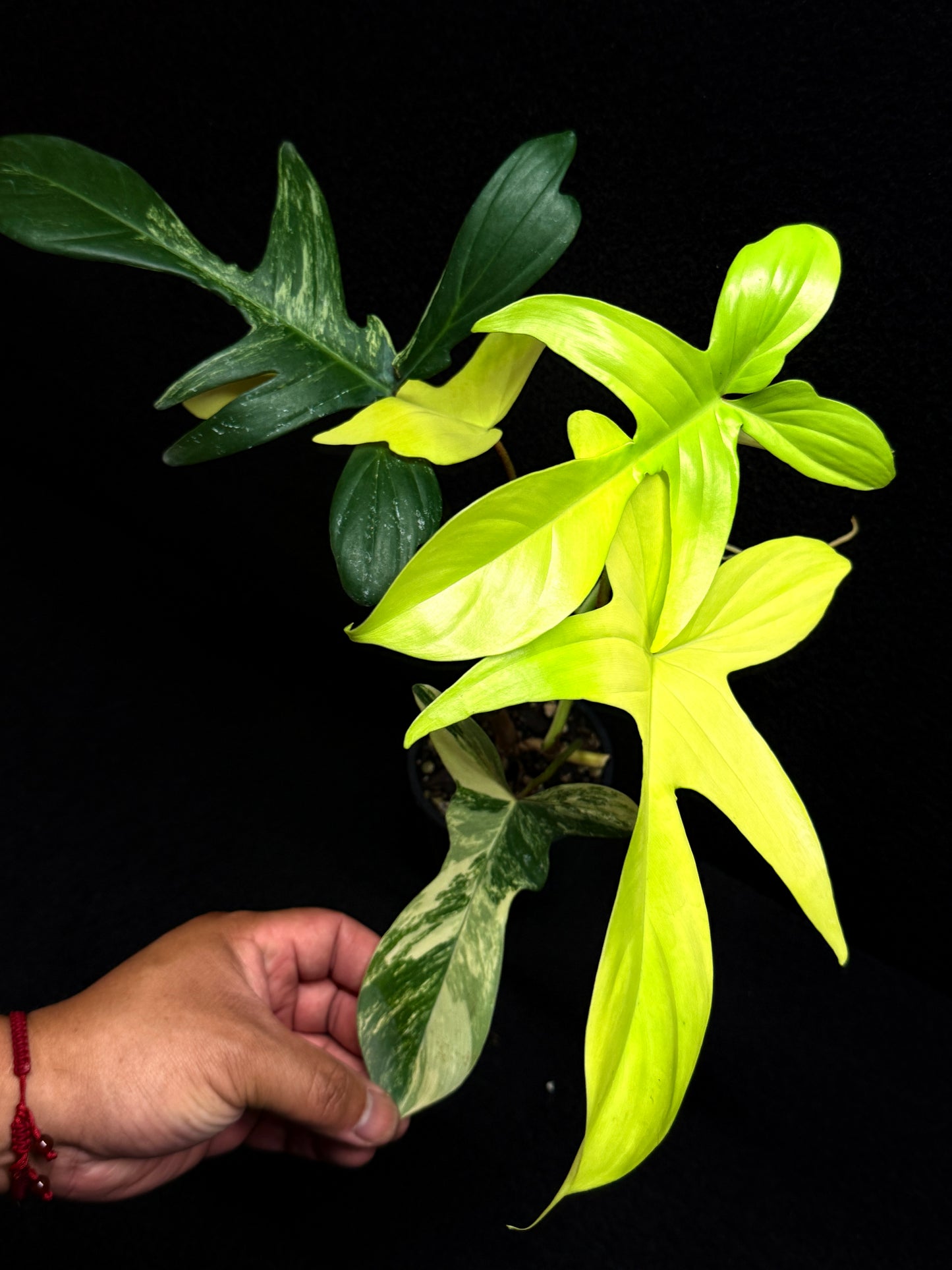 Philodendron 'Florida Beauty' F34