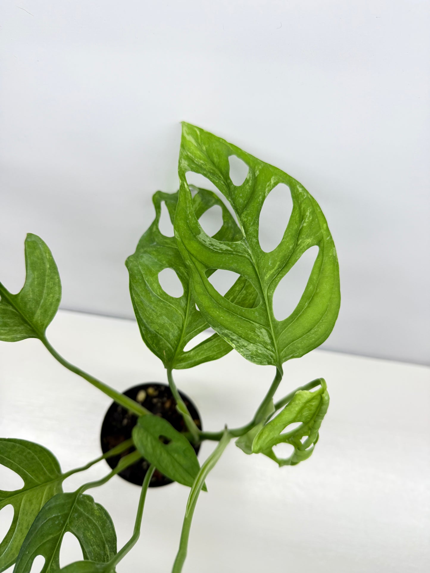 Monstera adansonii Indonesian Form Mint W8