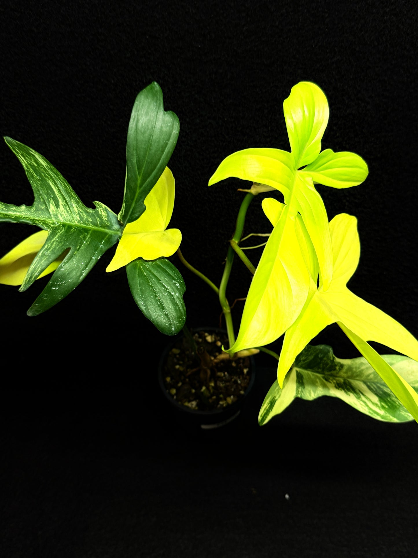 Philodendron 'Florida Beauty' F34