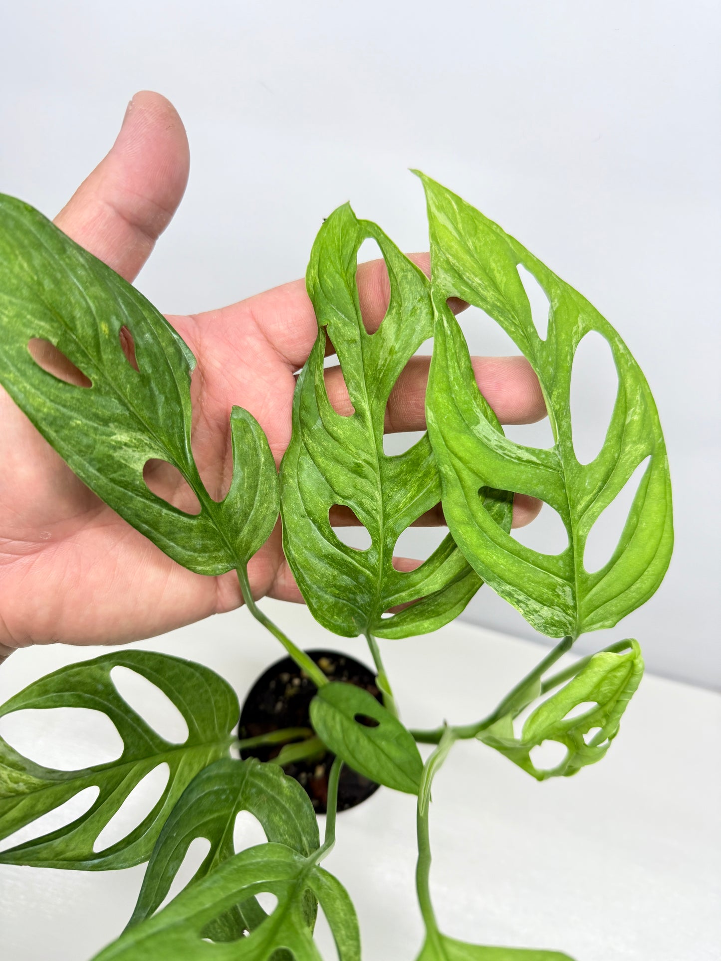 Monstera adansonii Indonesian Form Mint W8