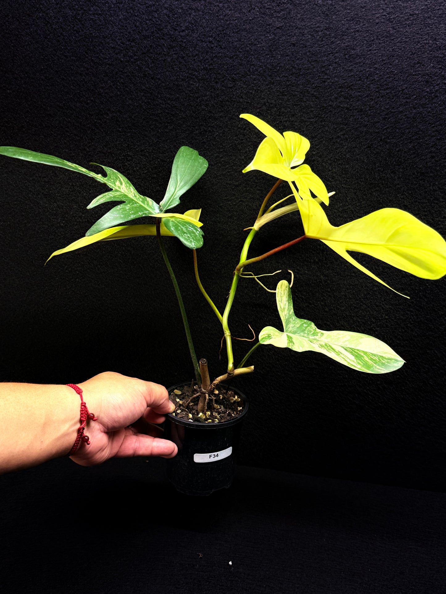 Philodendron 'Florida Beauty' F34