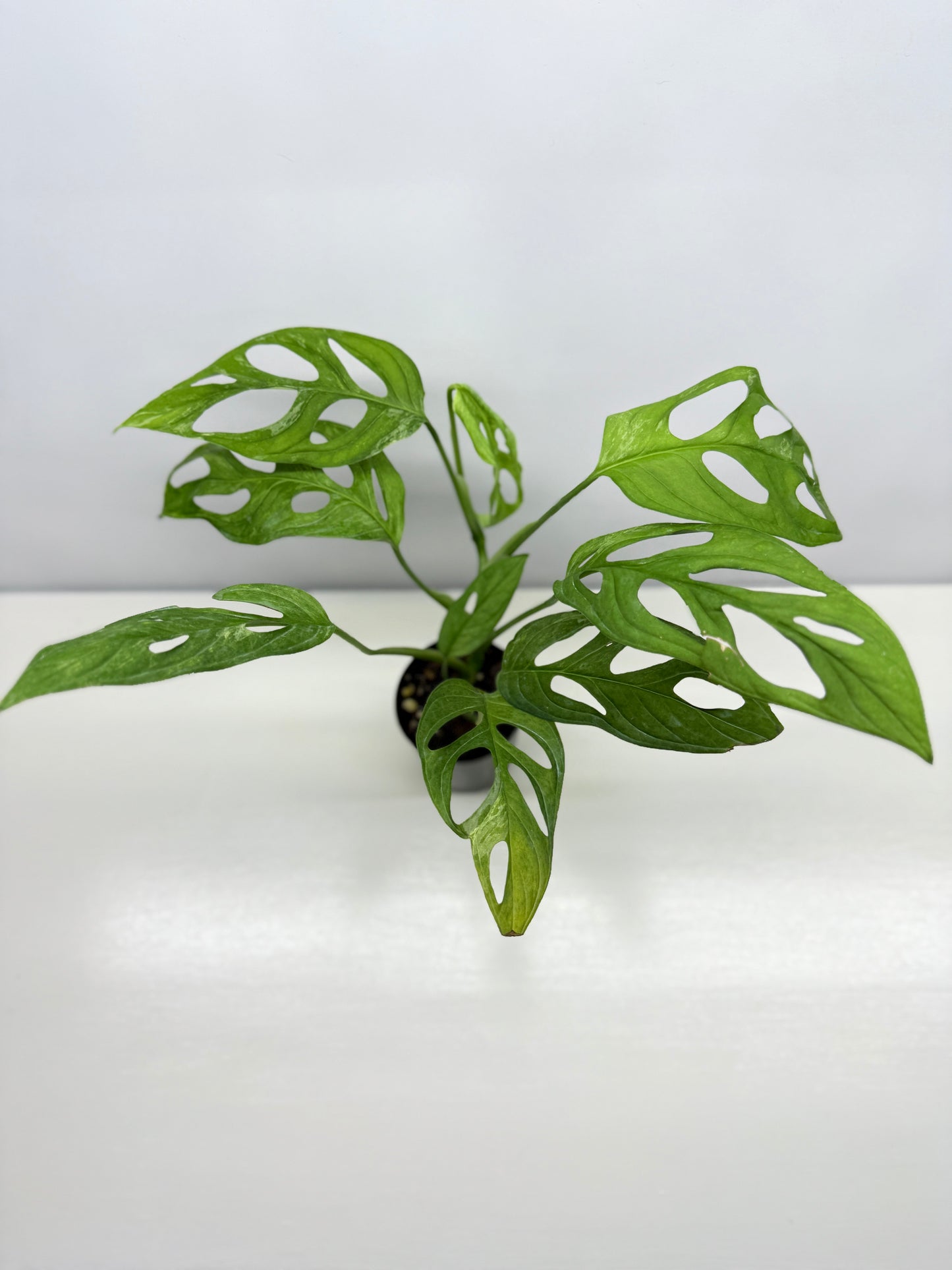 Monstera adansonii Indonesian Form Mint W8