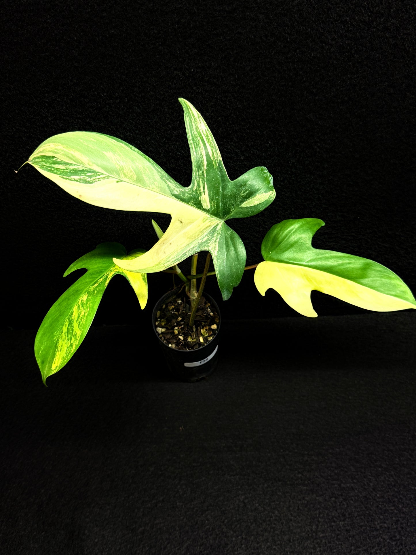 Philodendron 'Florida Beauty' F35