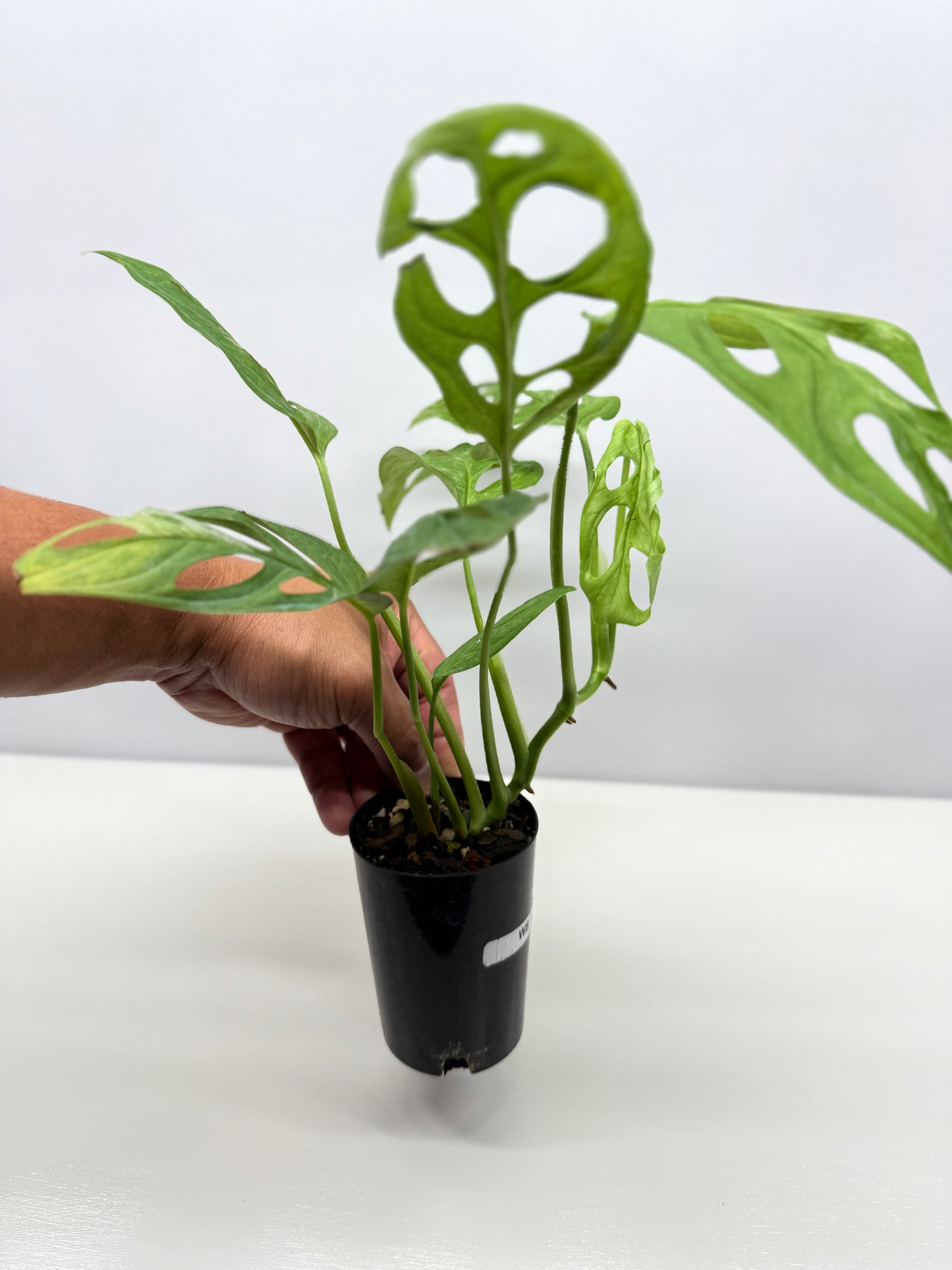 Monstera adansonii Indonesian Form Mint W8
