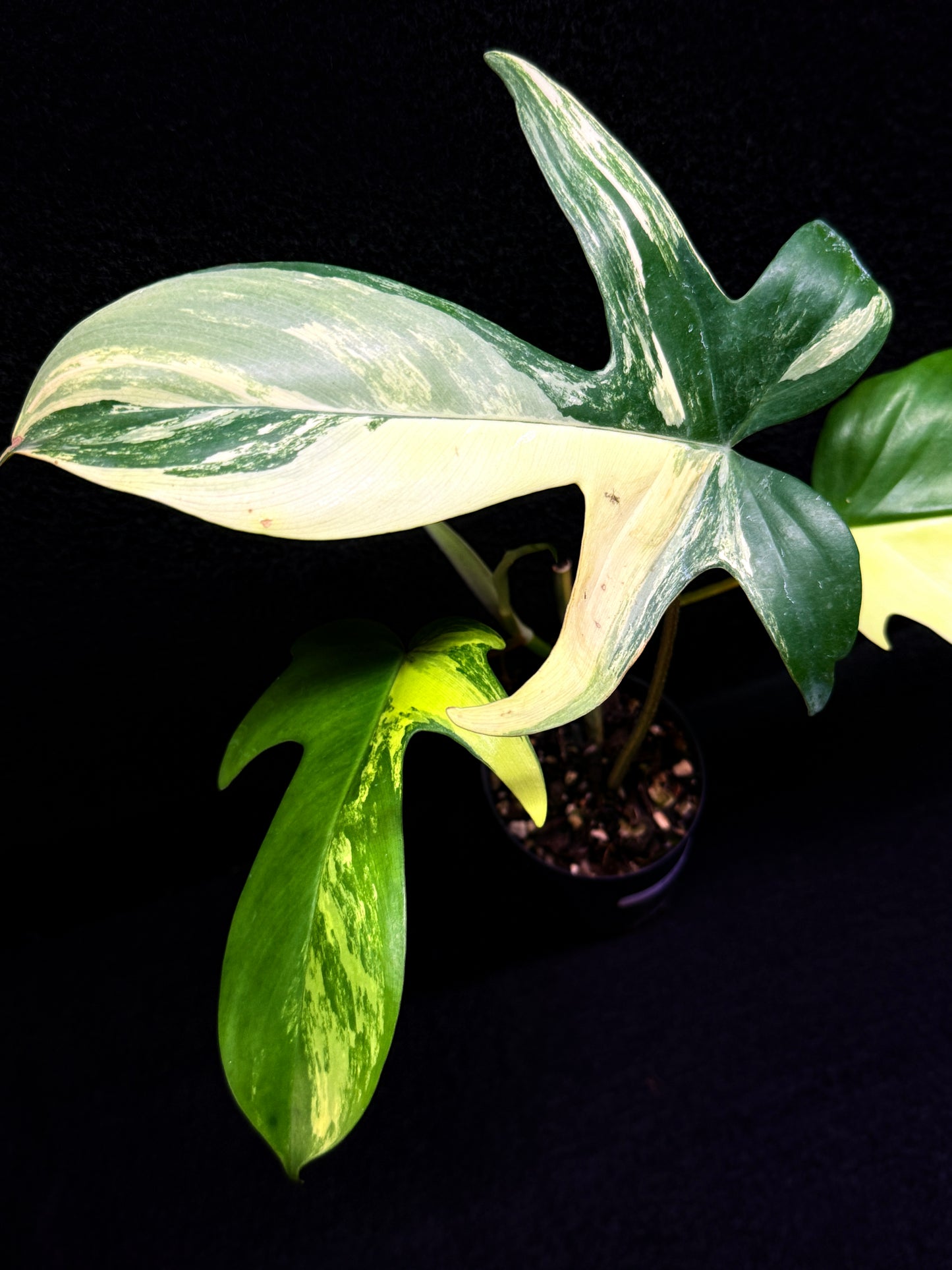 Philodendron 'Florida Beauty' F35