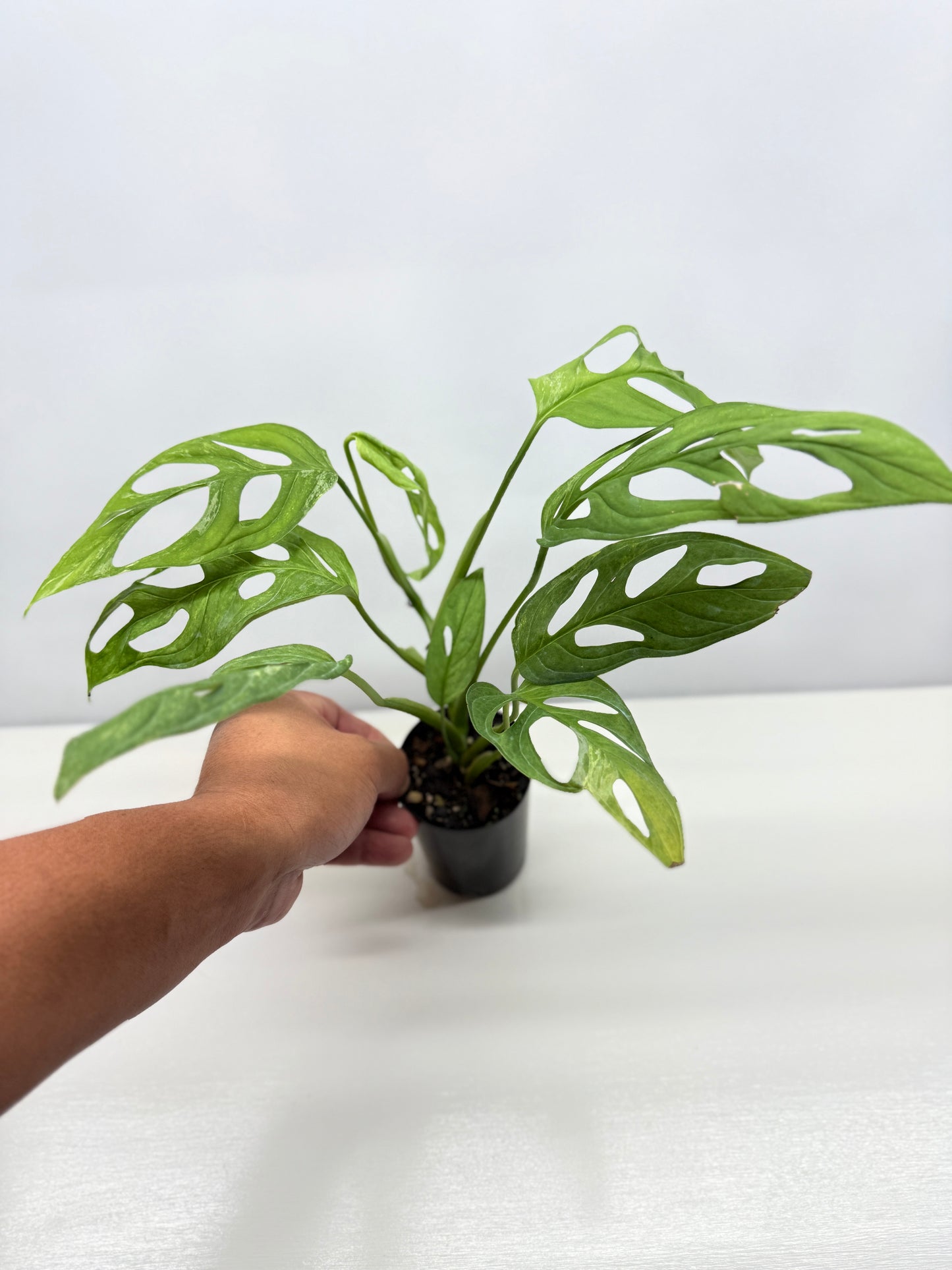 Monstera adansonii Indonesian Form Mint W8