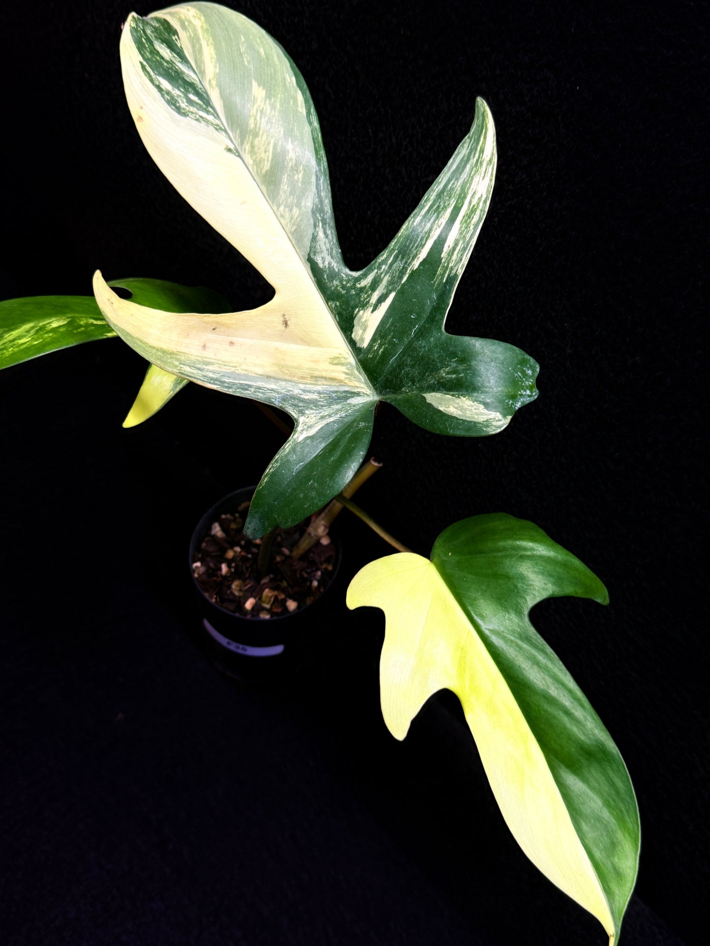 Philodendron 'Florida Beauty' F35