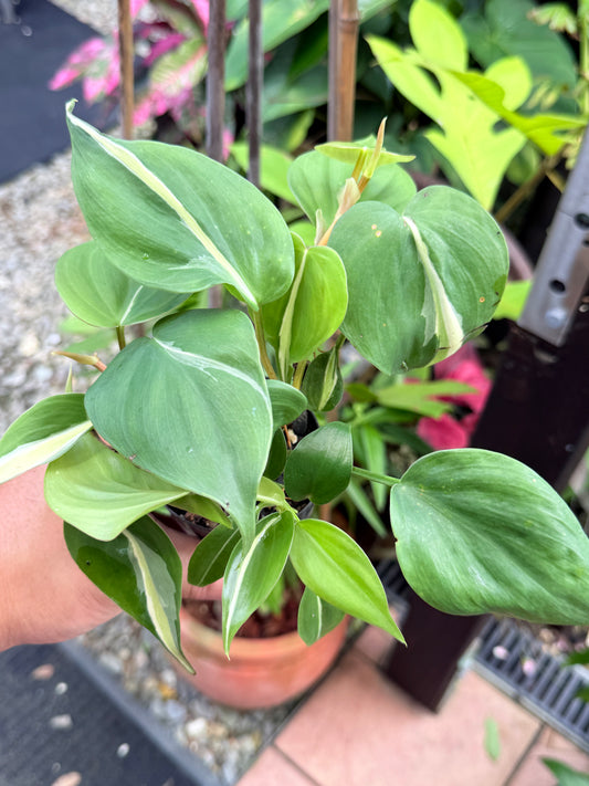 Philodendron 'Silver Stripe' L14