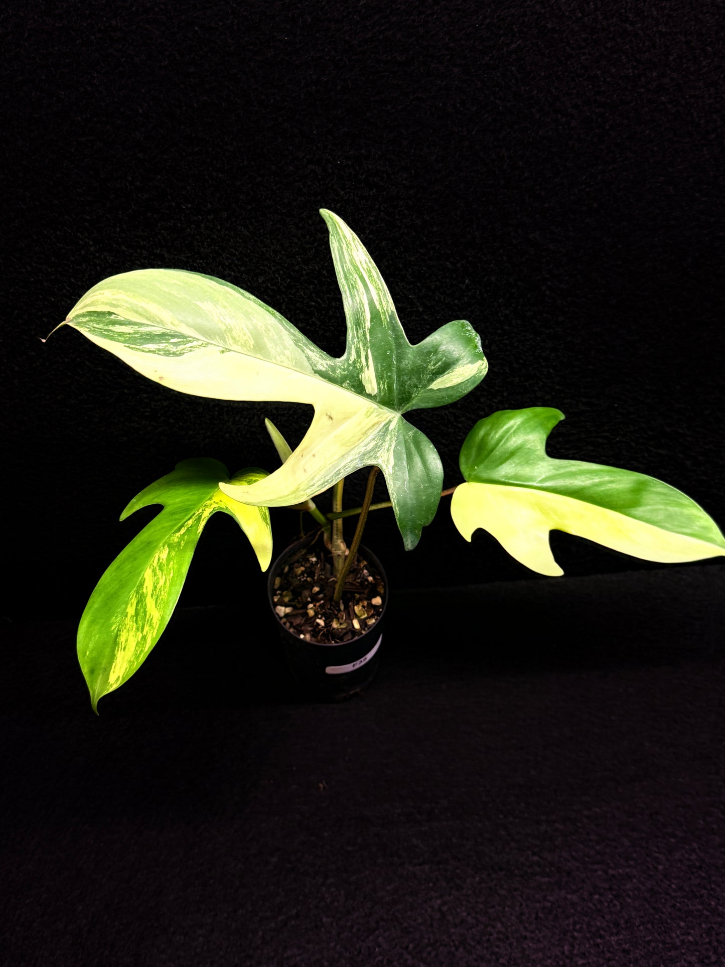 Philodendron 'Florida Beauty' F35