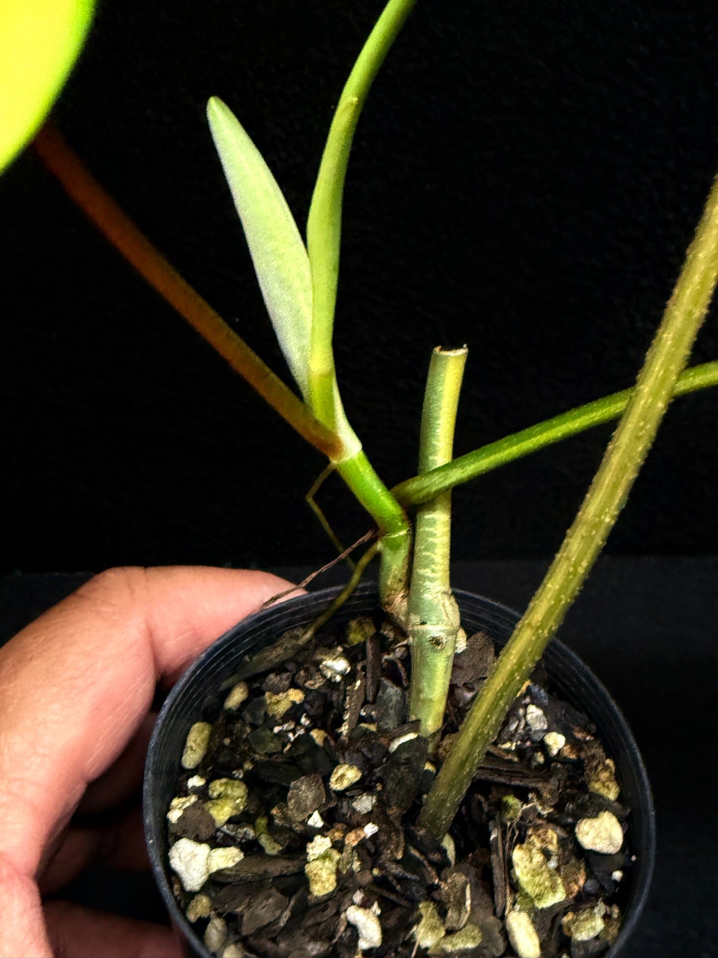 Philodendron 'Florida Beauty' F35