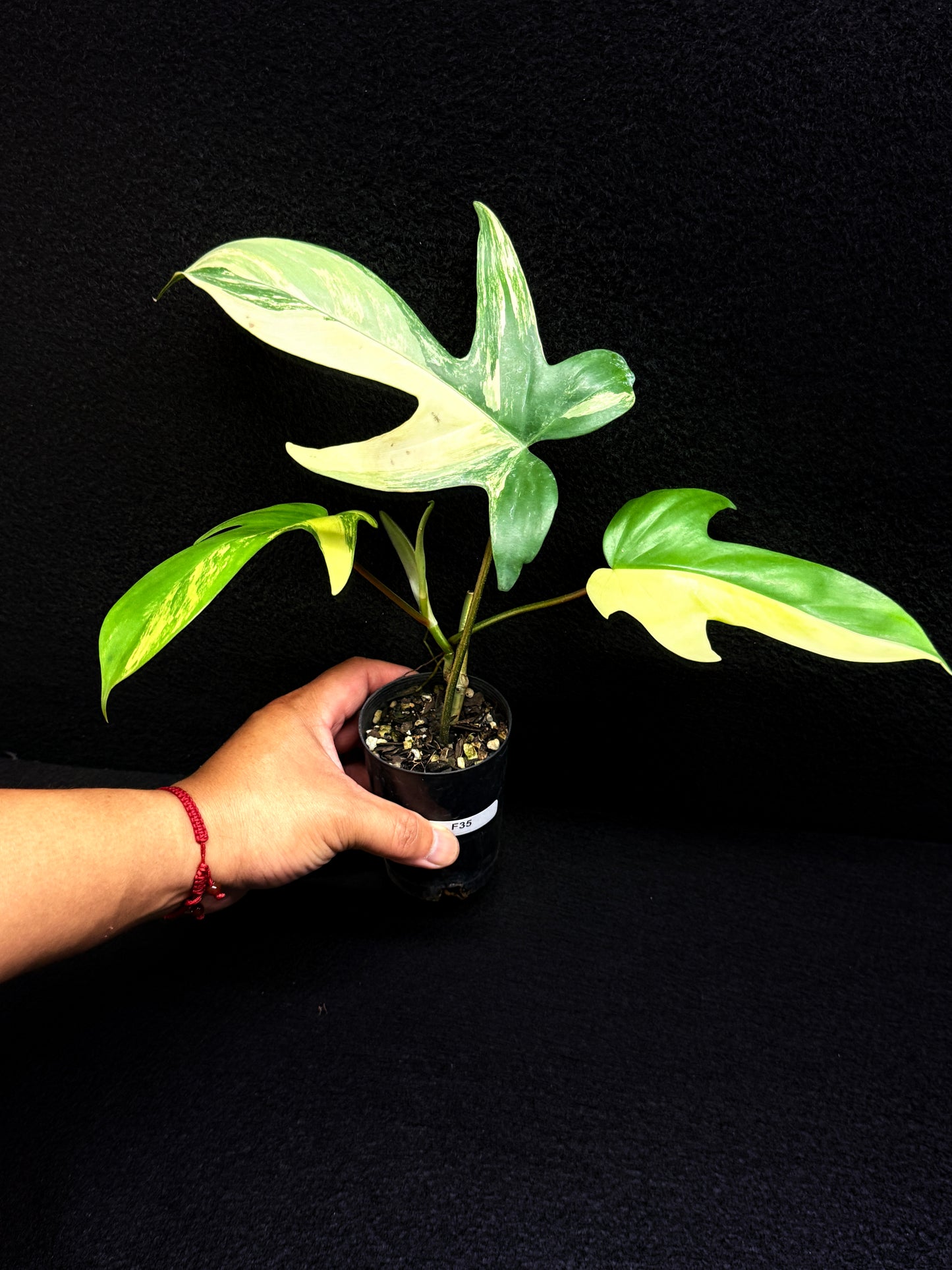 Philodendron 'Florida Beauty' F35