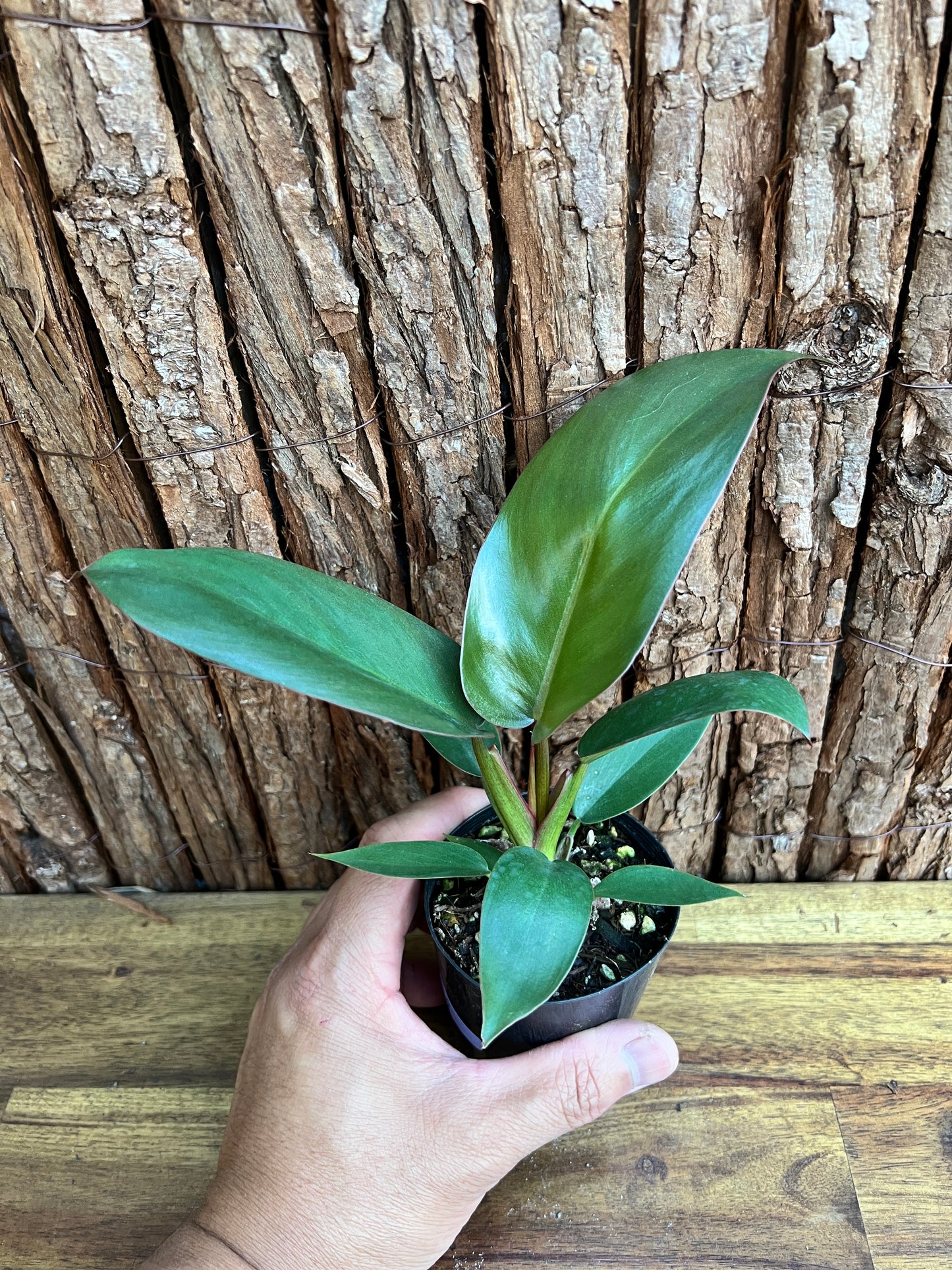 Philodendron Florida Bronze - New Release D10