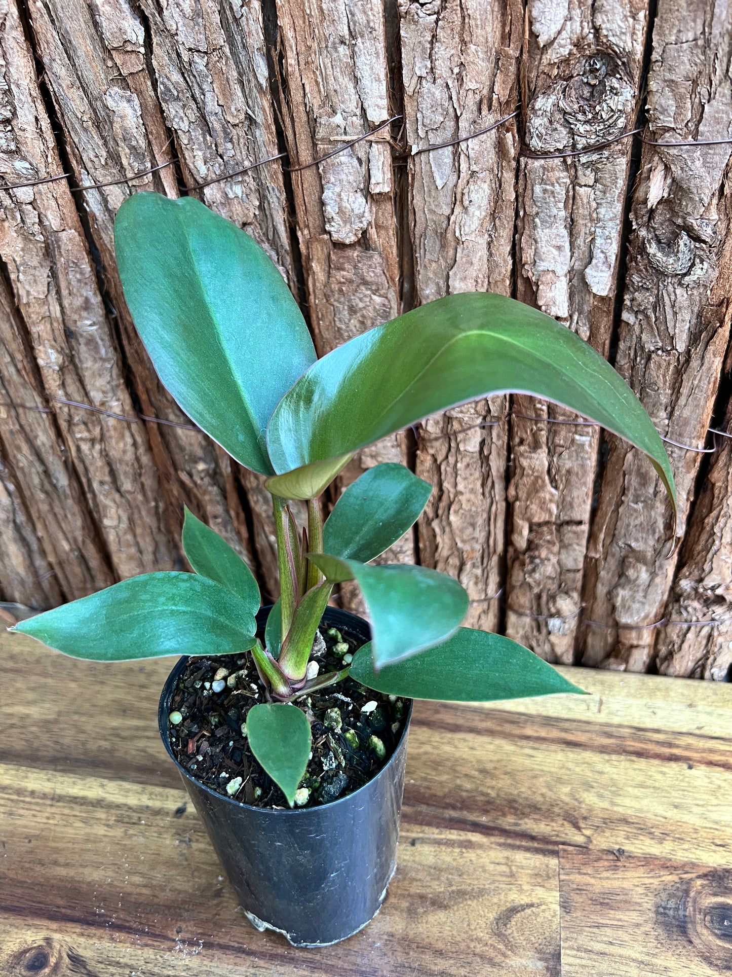 Philodendron Florida Bronze - New Release D10