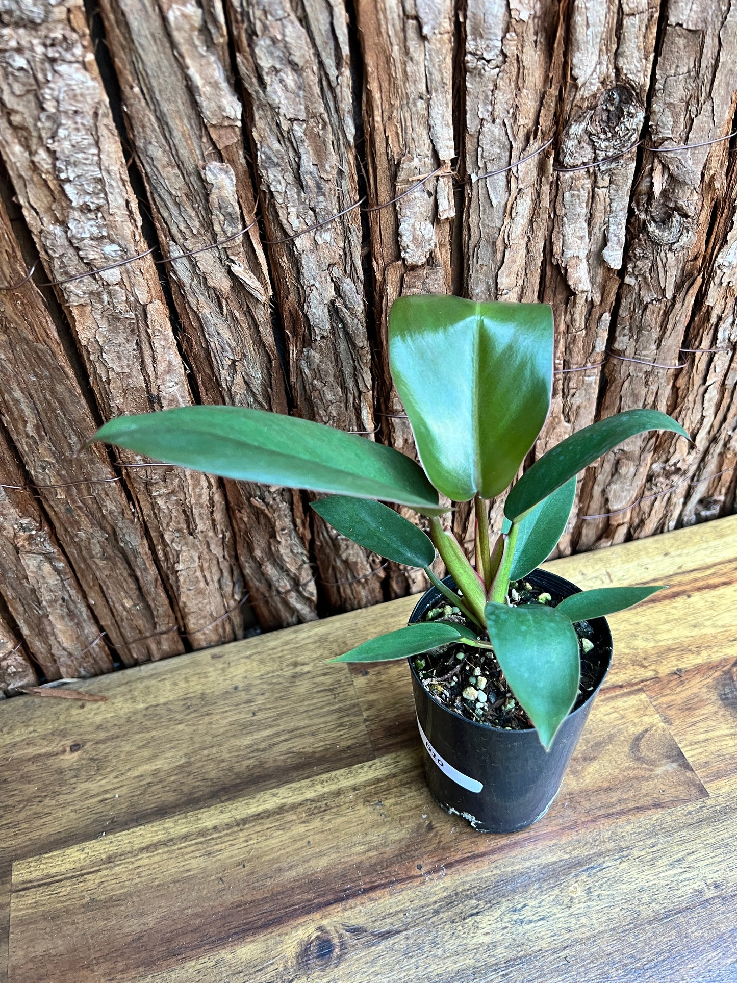 Philodendron Florida Bronze - New Release D10