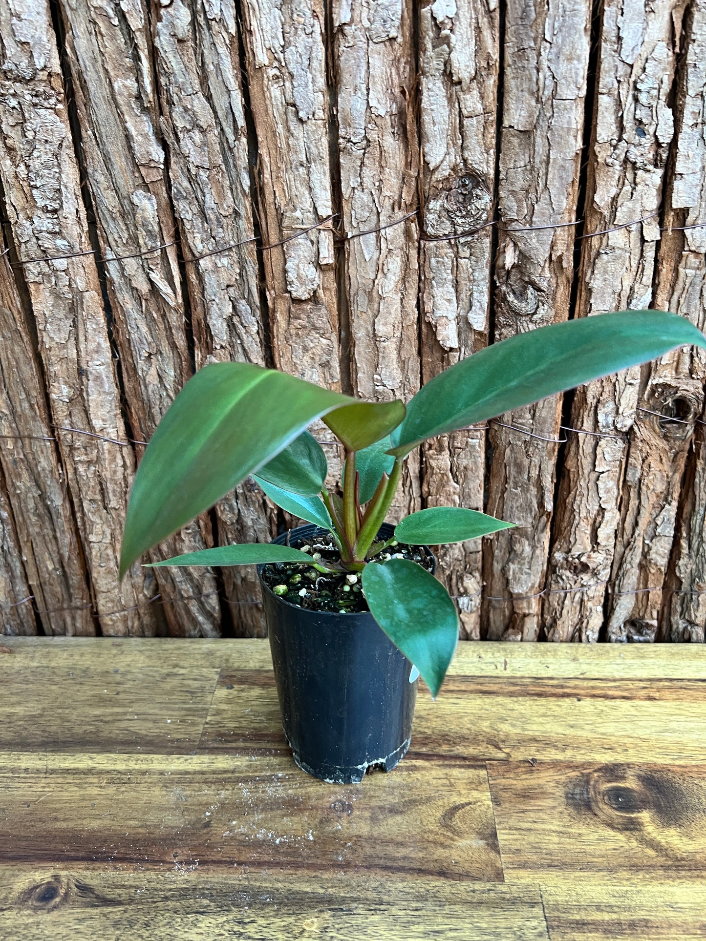 Philodendron Florida Bronze - New Release D10