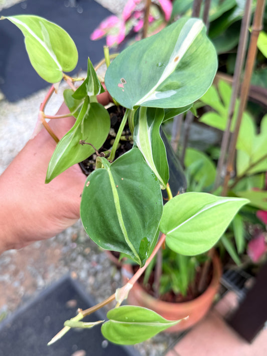 Philodendron 'Silver Stripe' L15