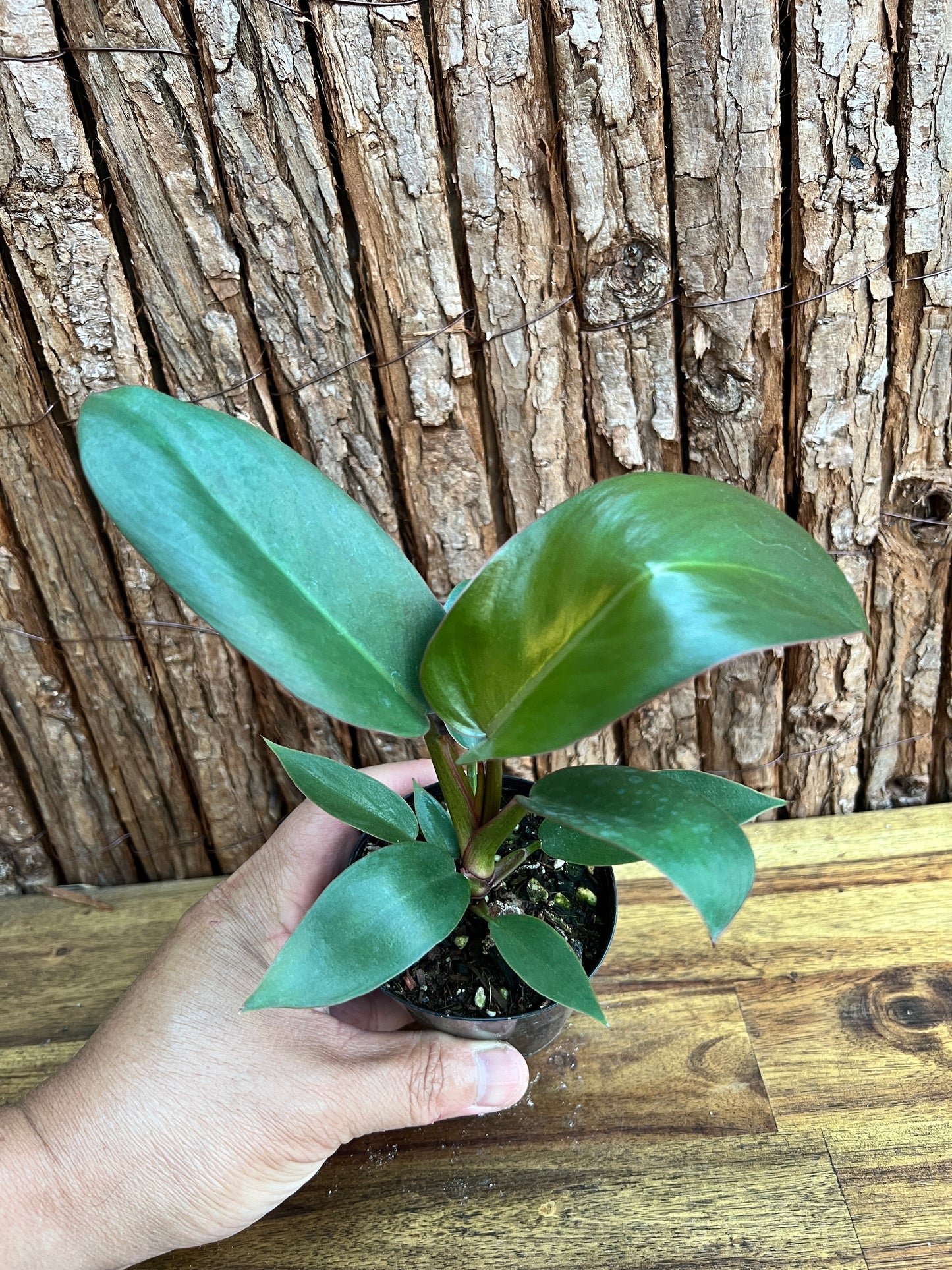 Philodendron Florida Bronze - New Release D10