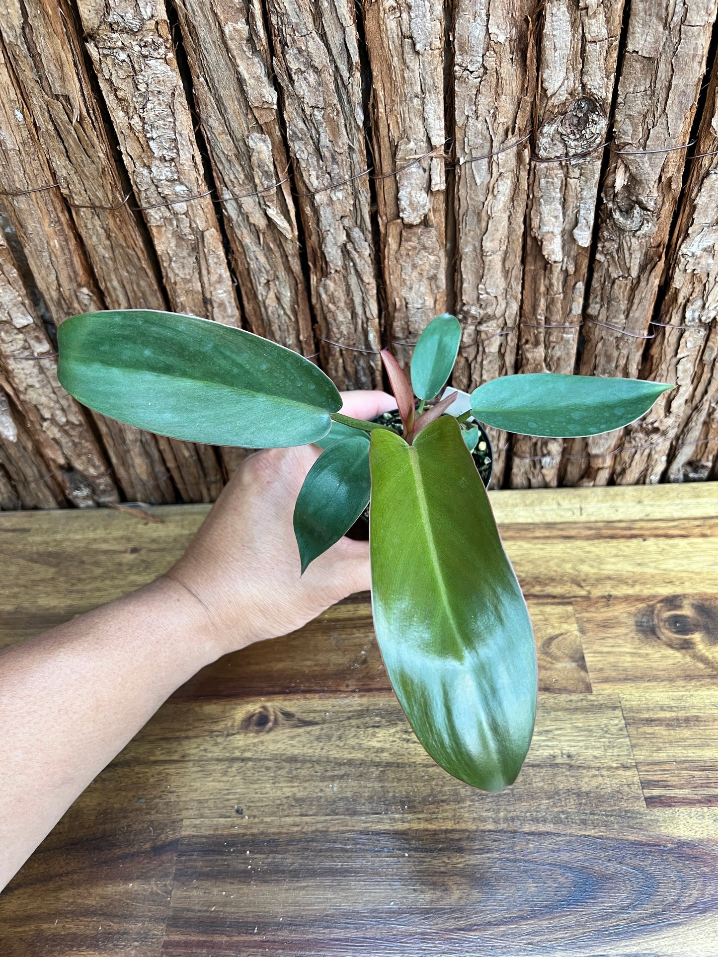 Philodendron Florida Bronze - New Release D11