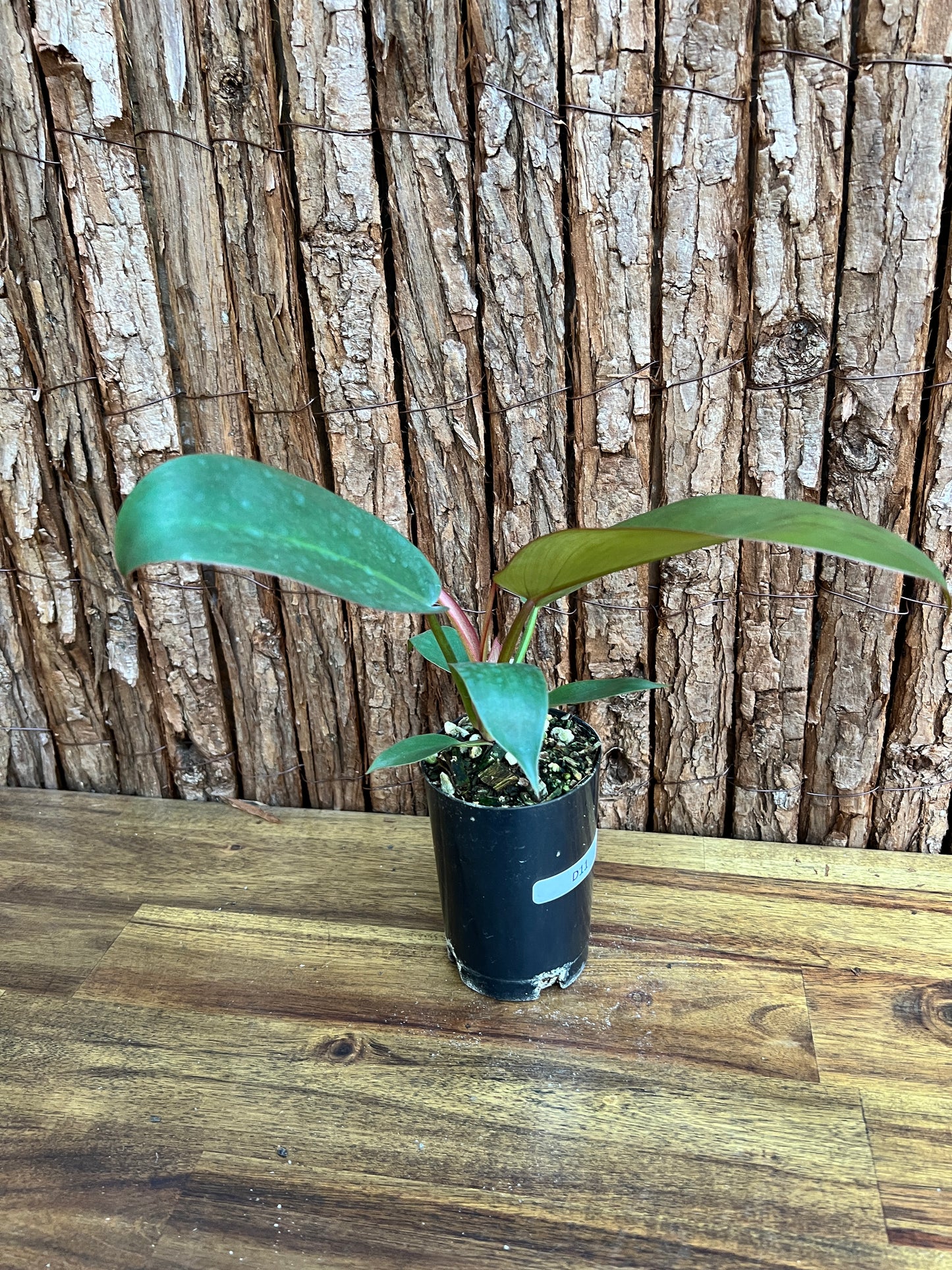 Philodendron Florida Bronze - New Release D11