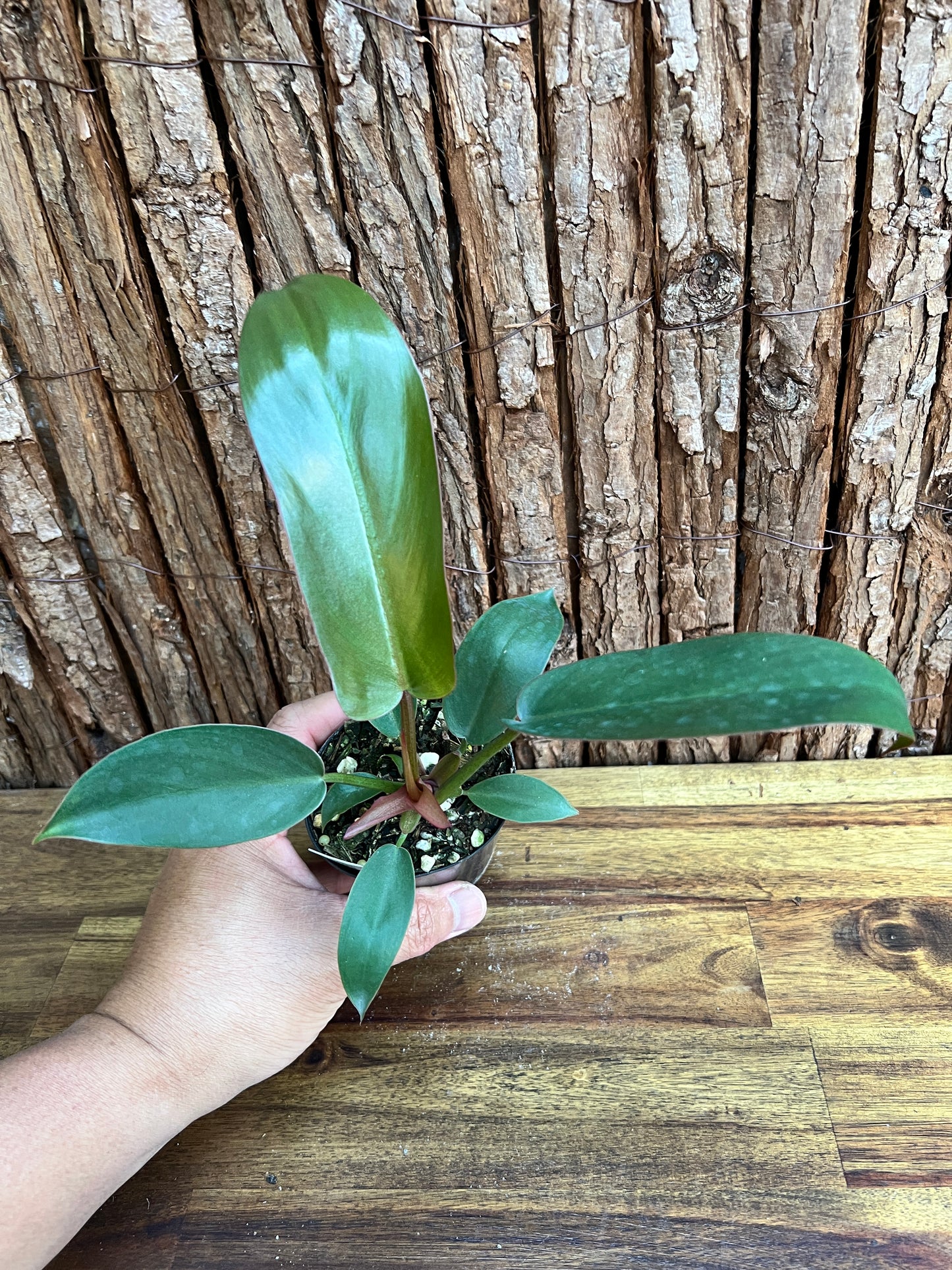 Philodendron Florida Bronze - New Release D11