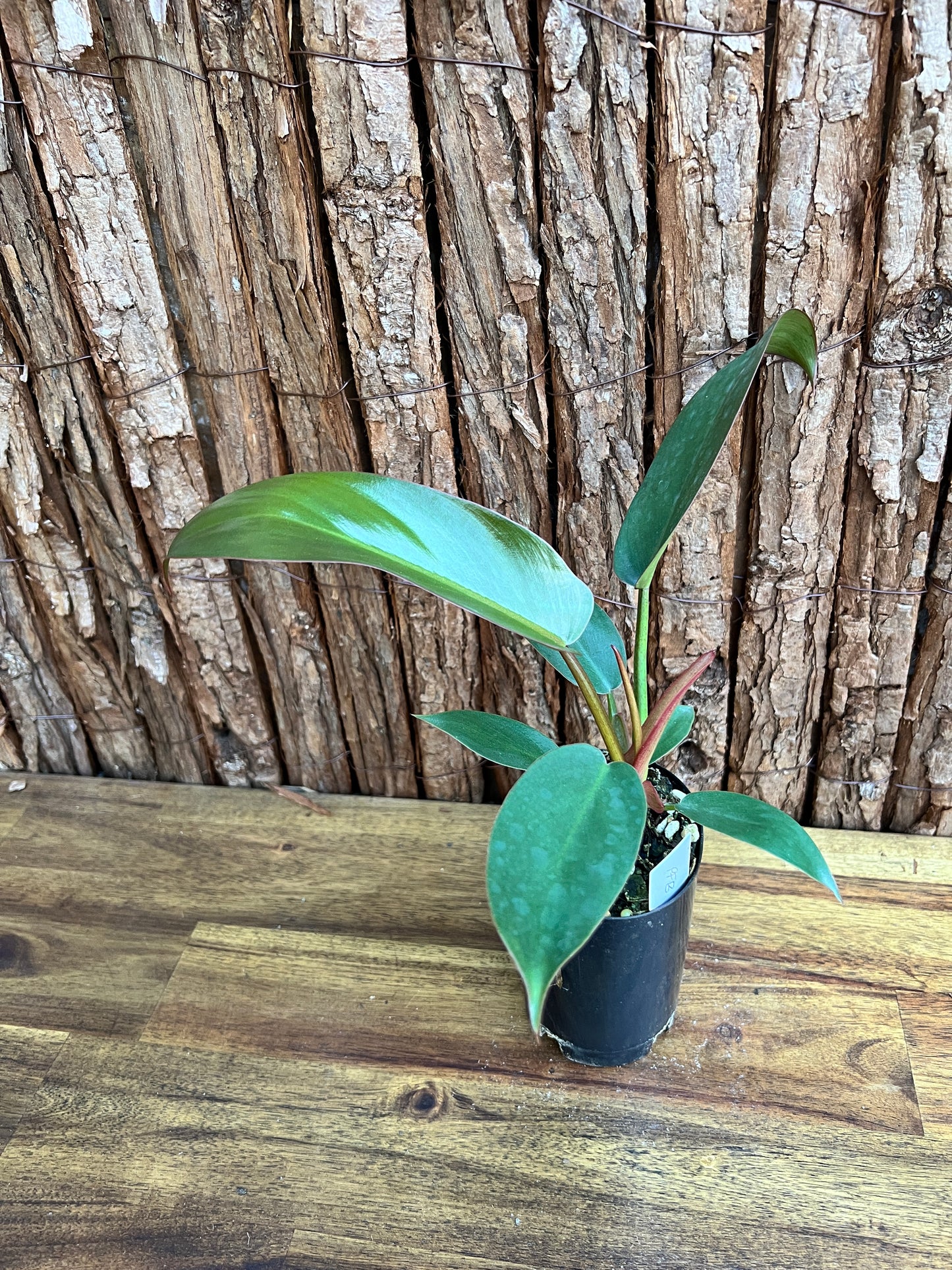 Philodendron Florida Bronze - New Release D11