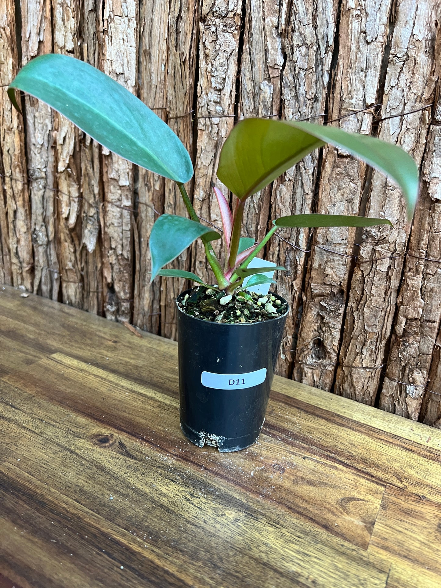 Philodendron Florida Bronze - New Release D11