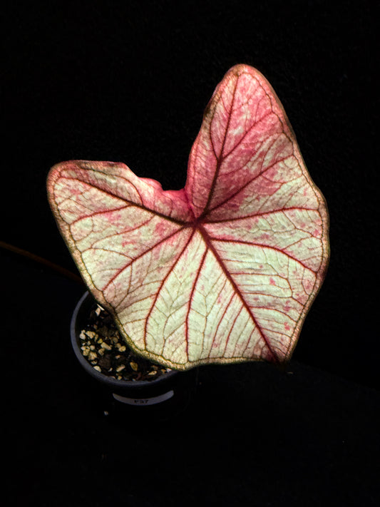 Caladium Hybrid F37