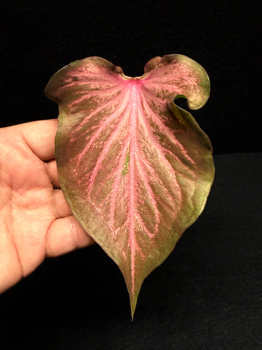 Caladium 'Red Thai' F38