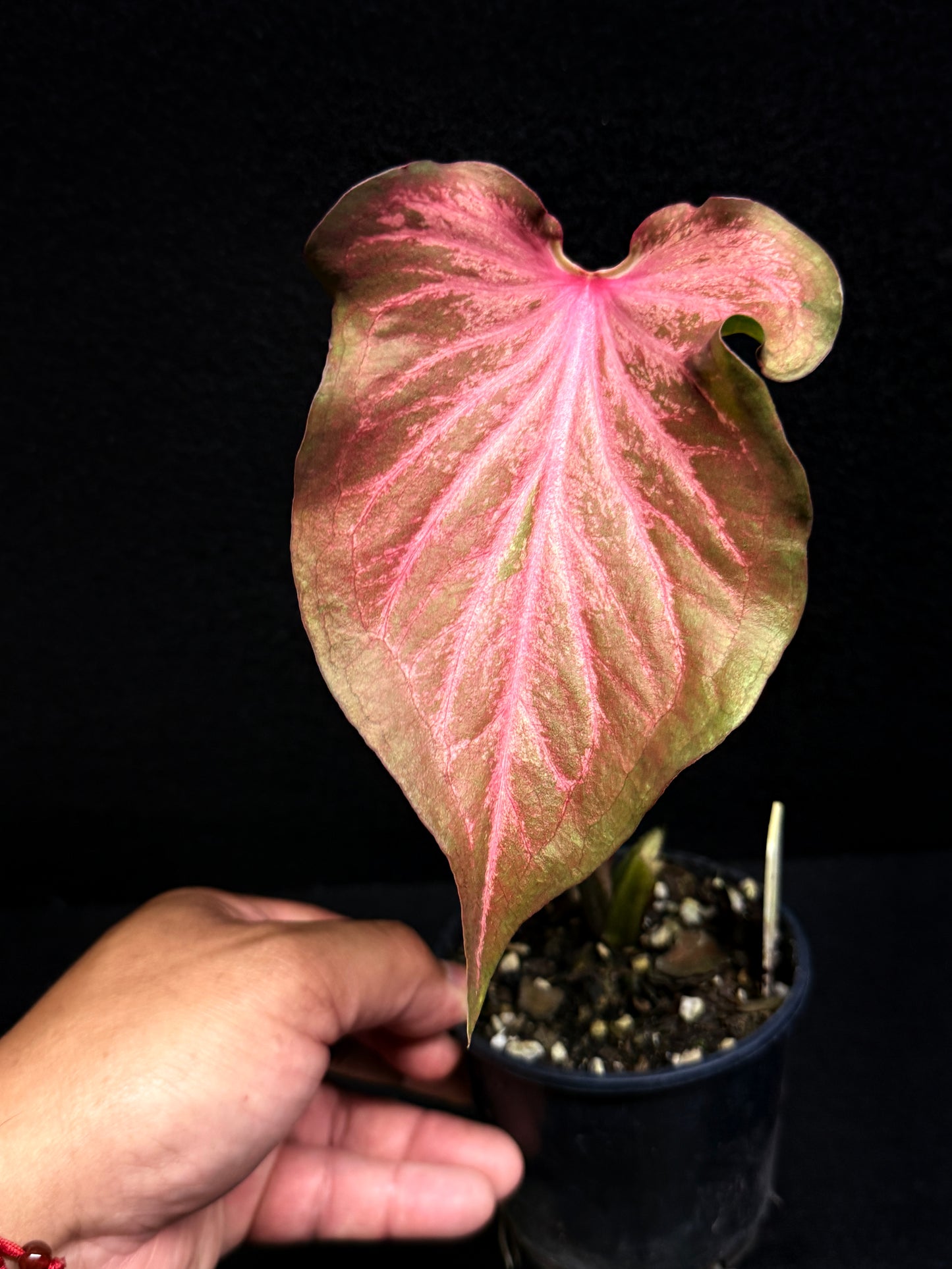 Caladium 'Red Thai' F38