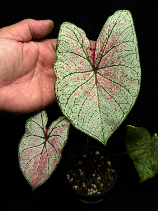 Caladium Hybrid F39