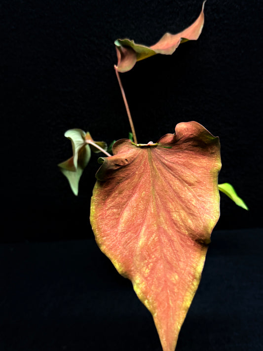 Caladium 'Red Thai' F40