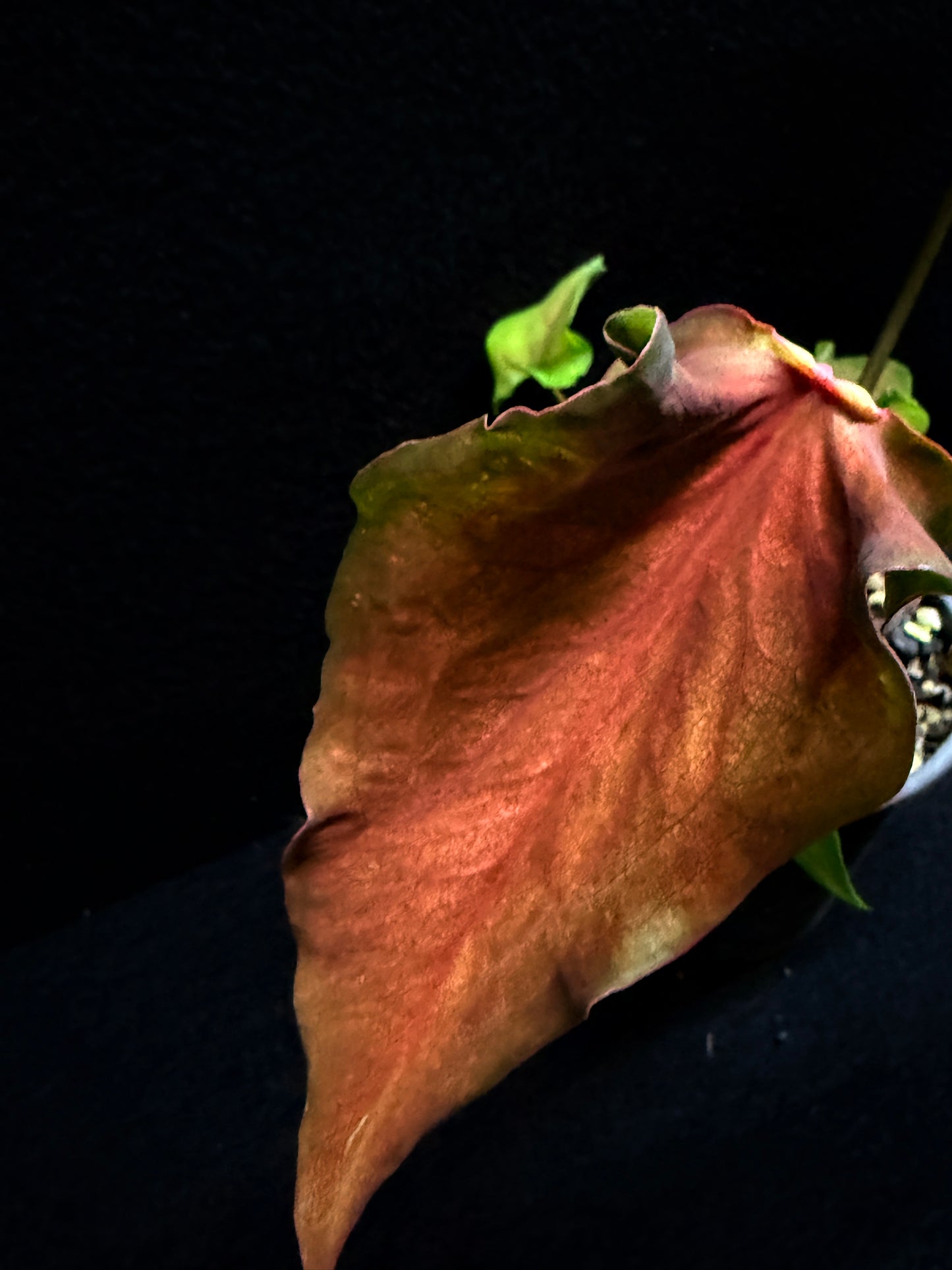 Caladium 'Red Thai' F40