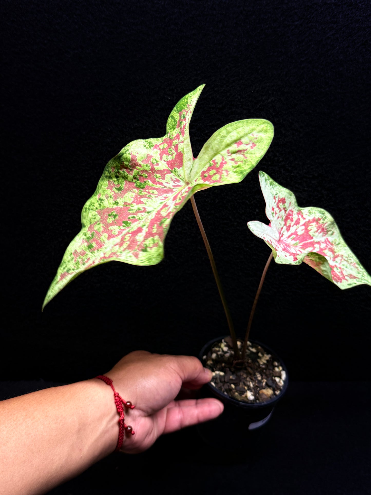 Caladium Hybrid F41