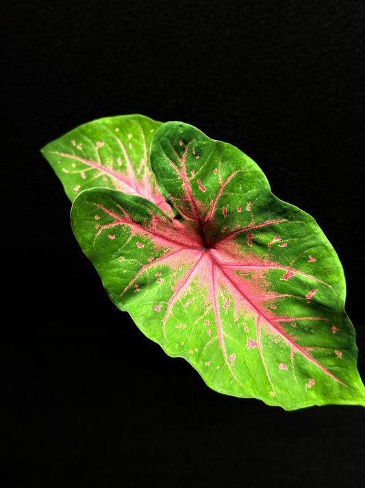 Caladium Hybrid F42