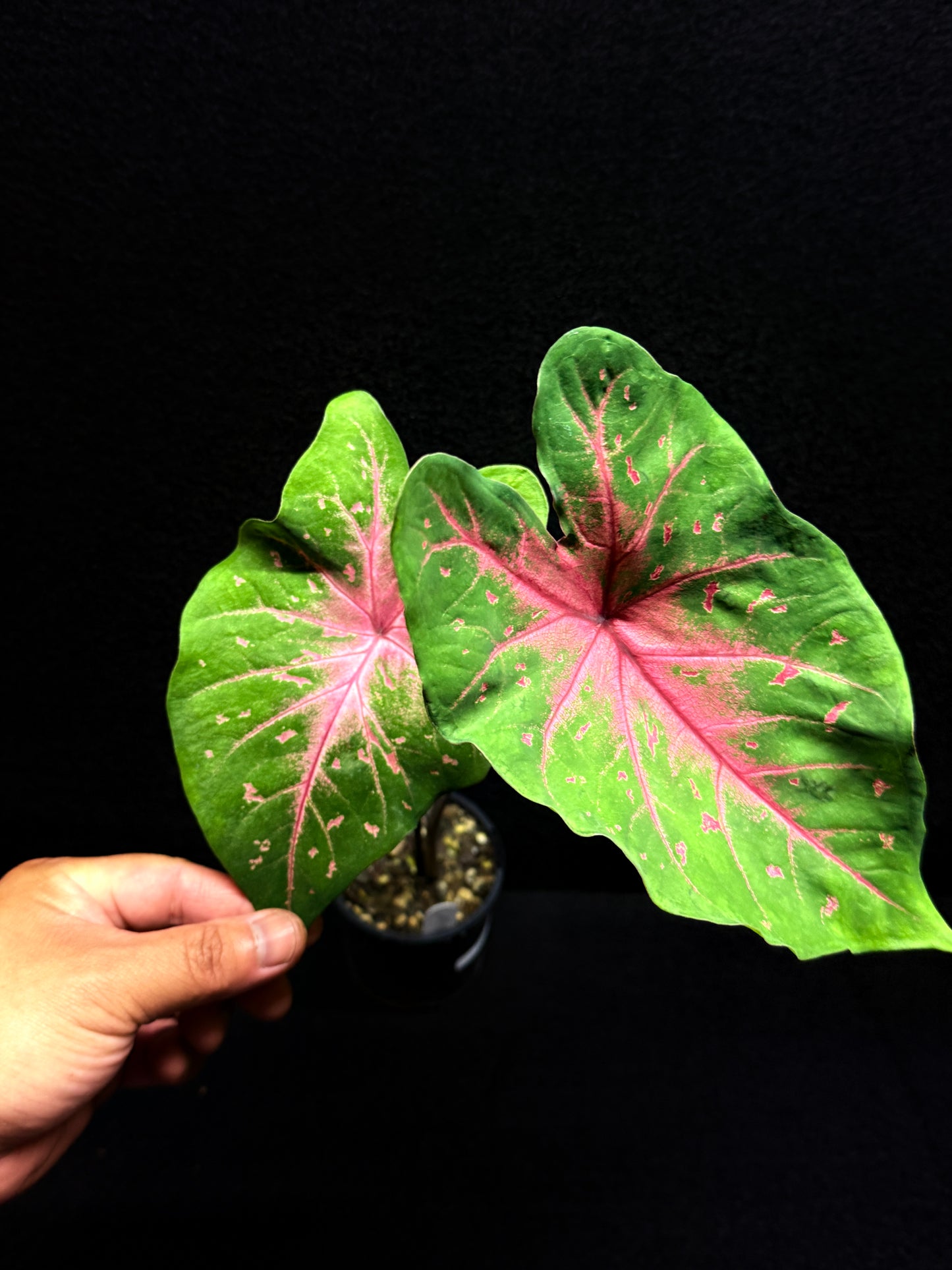 Caladium Hybrid F42
