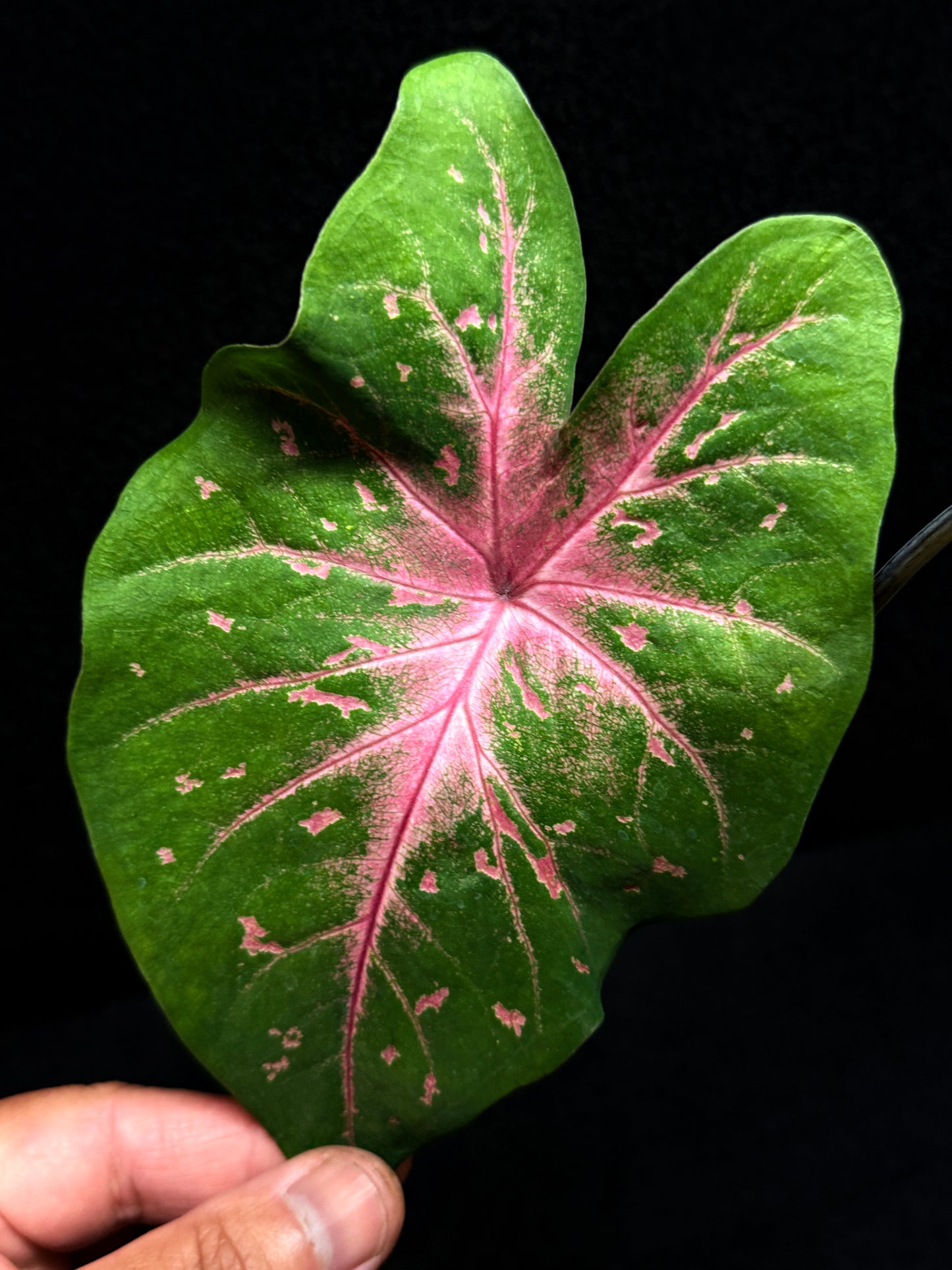 Caladium Hybrid F42