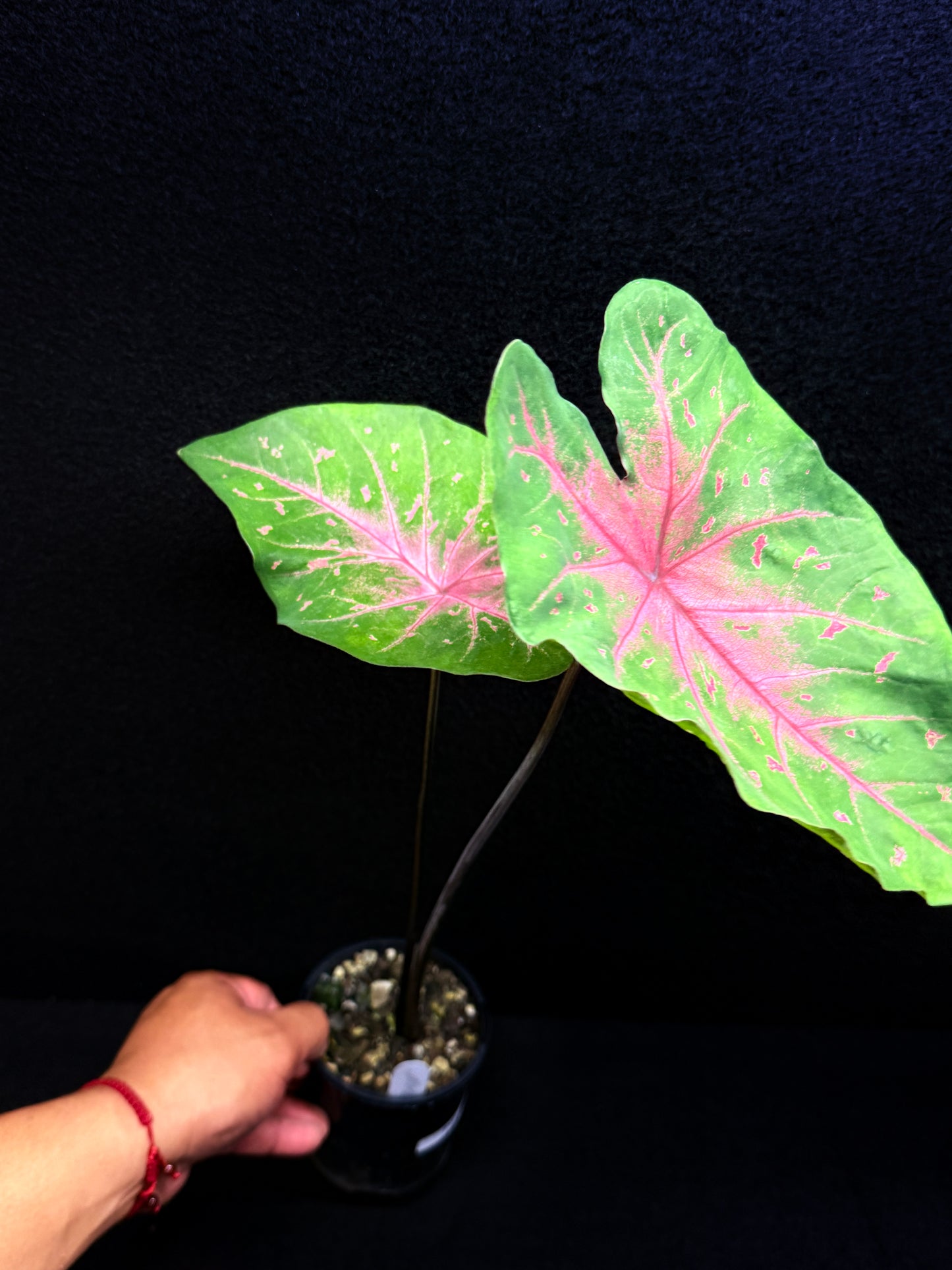 Caladium Hybrid F42