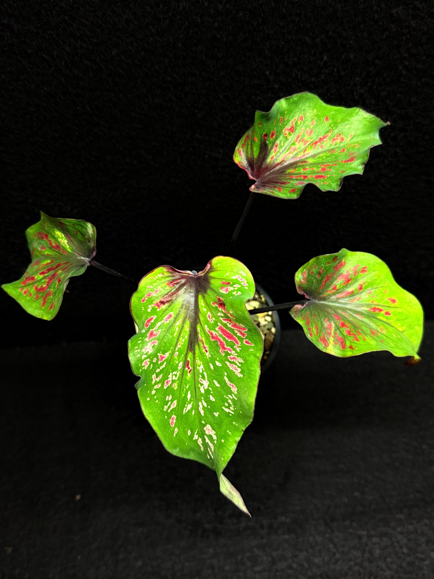 Caladium 'Black Thai' F43