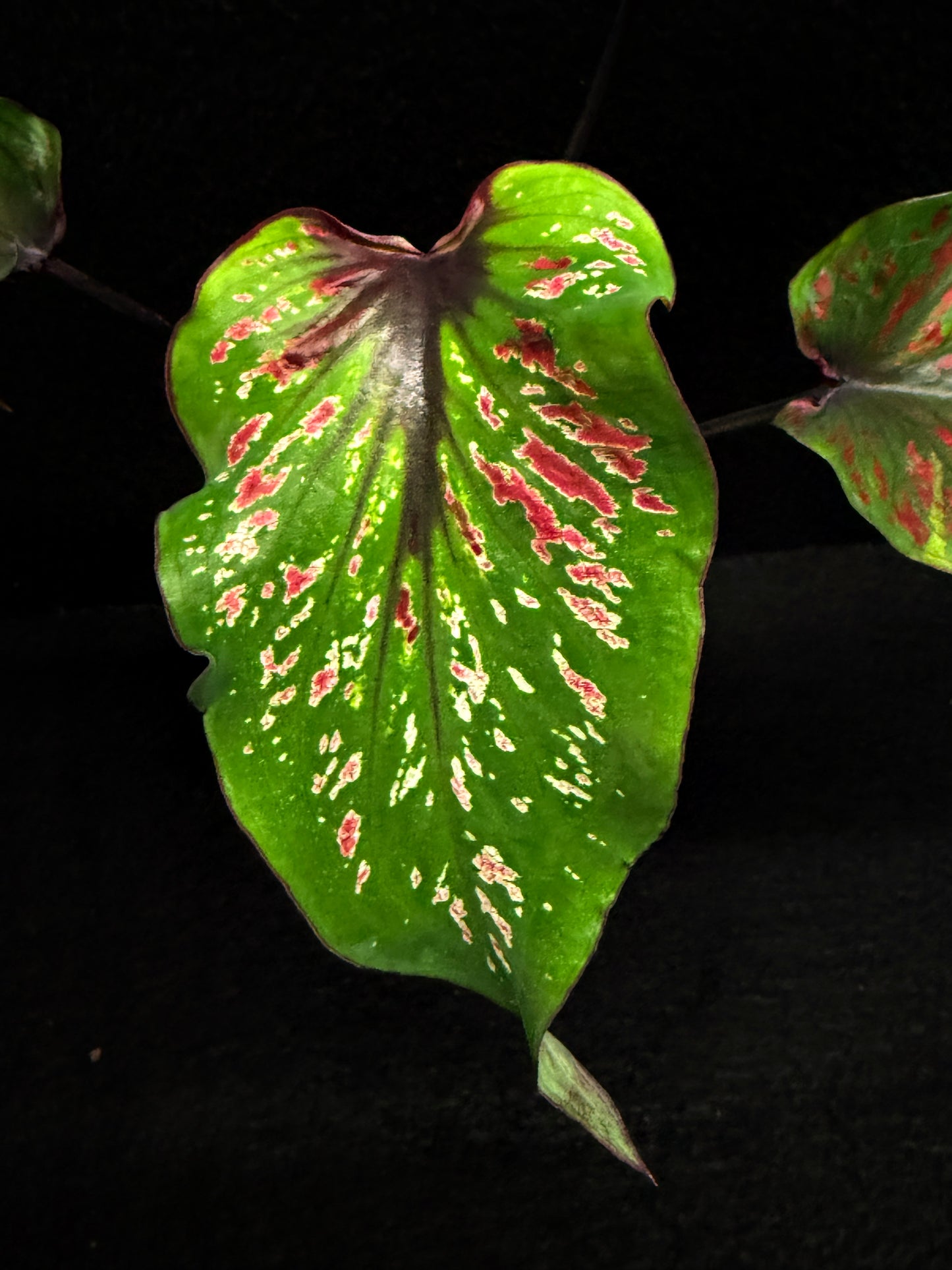 Caladium 'Black Thai' F43