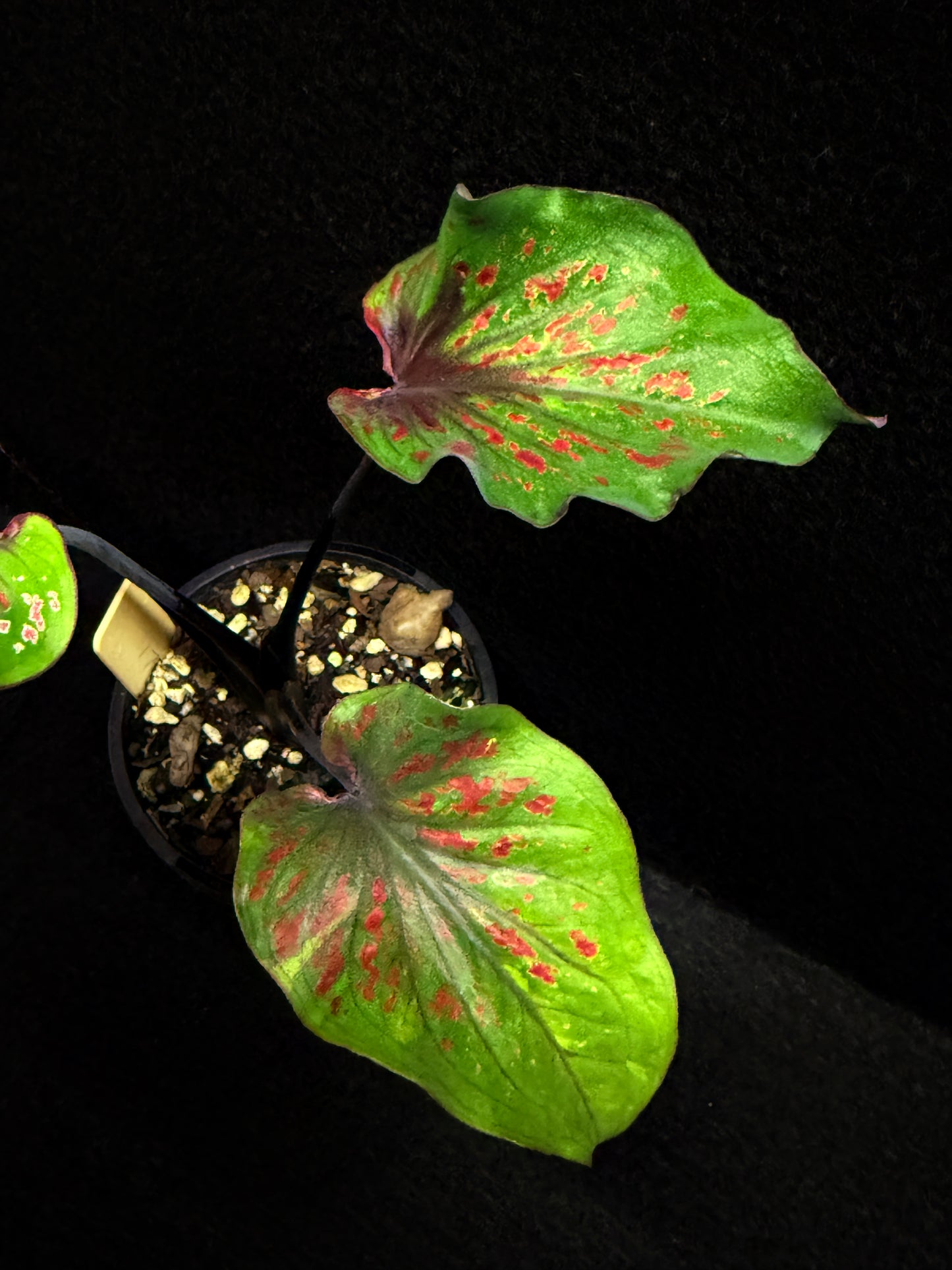 Caladium 'Black Thai' F43