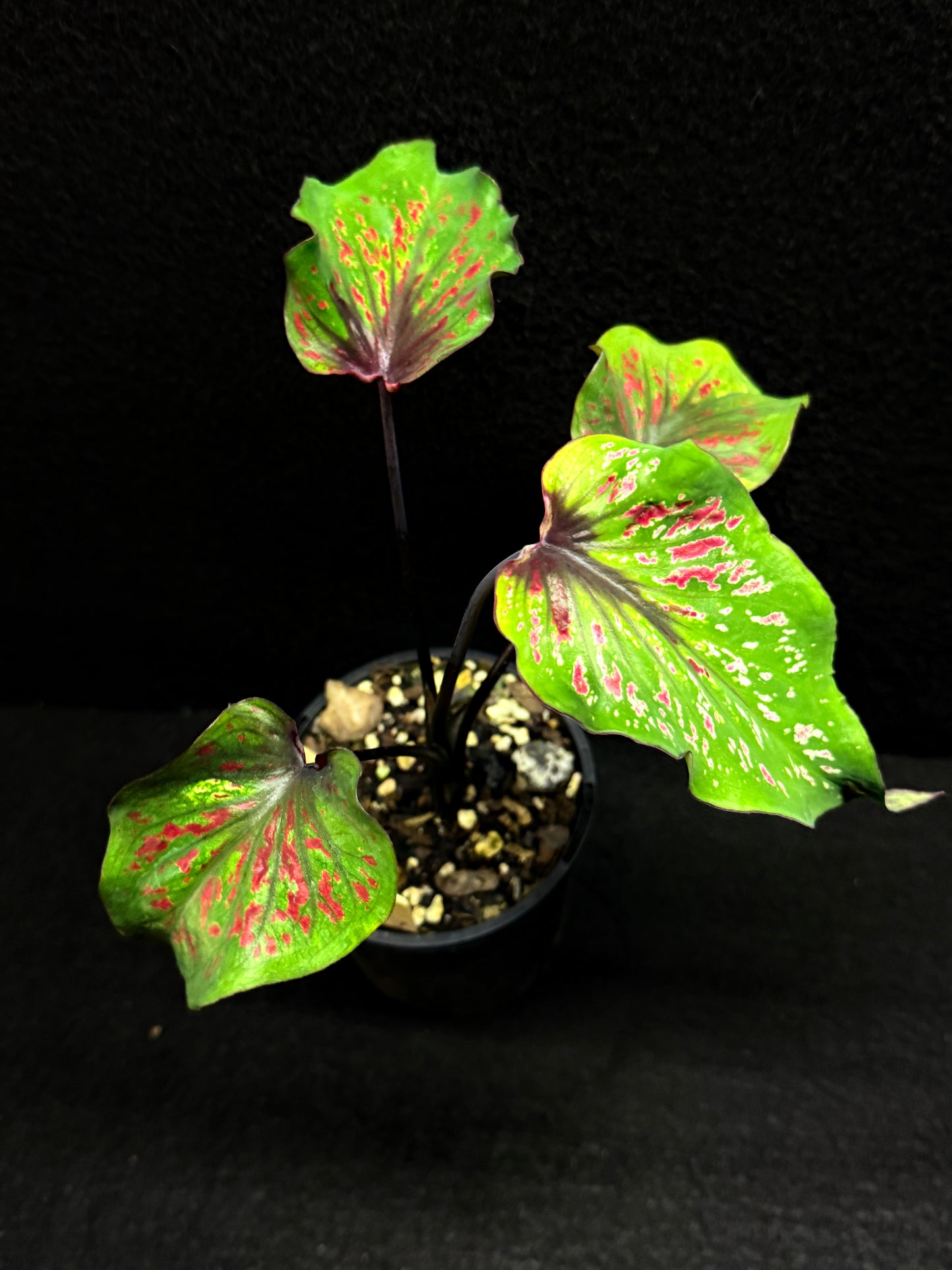 Caladium 'Black Thai' F43