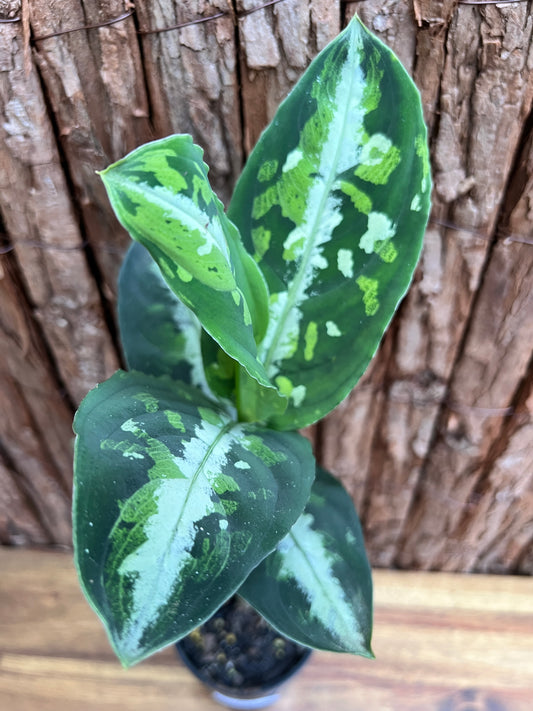 Aglaonema Pictum Tricolor NONTC D17