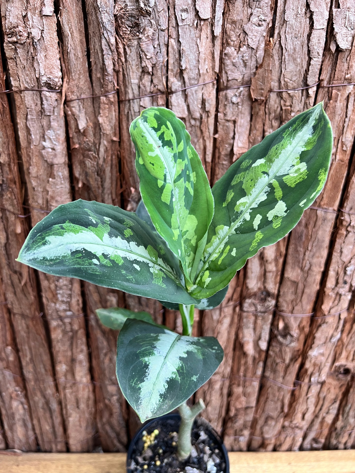 Aglaonema Pictum Tricolor NONTC D17